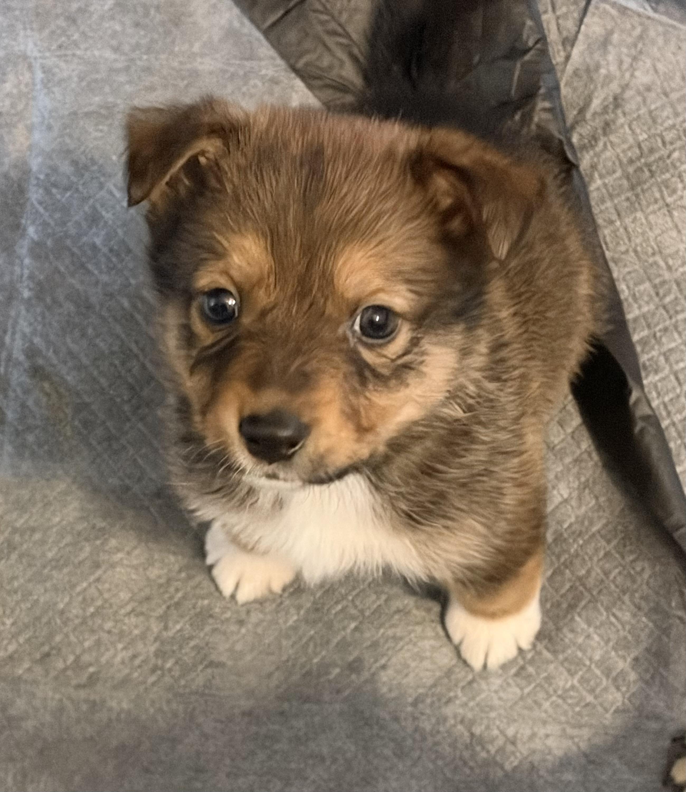 BENJAMIN, ADOPTABLE, Puppy Male Pomsky & Mixed Breed.