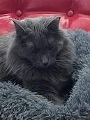 Enlarge BLUE, a Adoptable mixed breed in North East, MD image 2/3