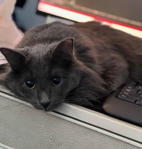 Enlarge BLUE, a Adoptable mixed breed in North East, MD image 3/3