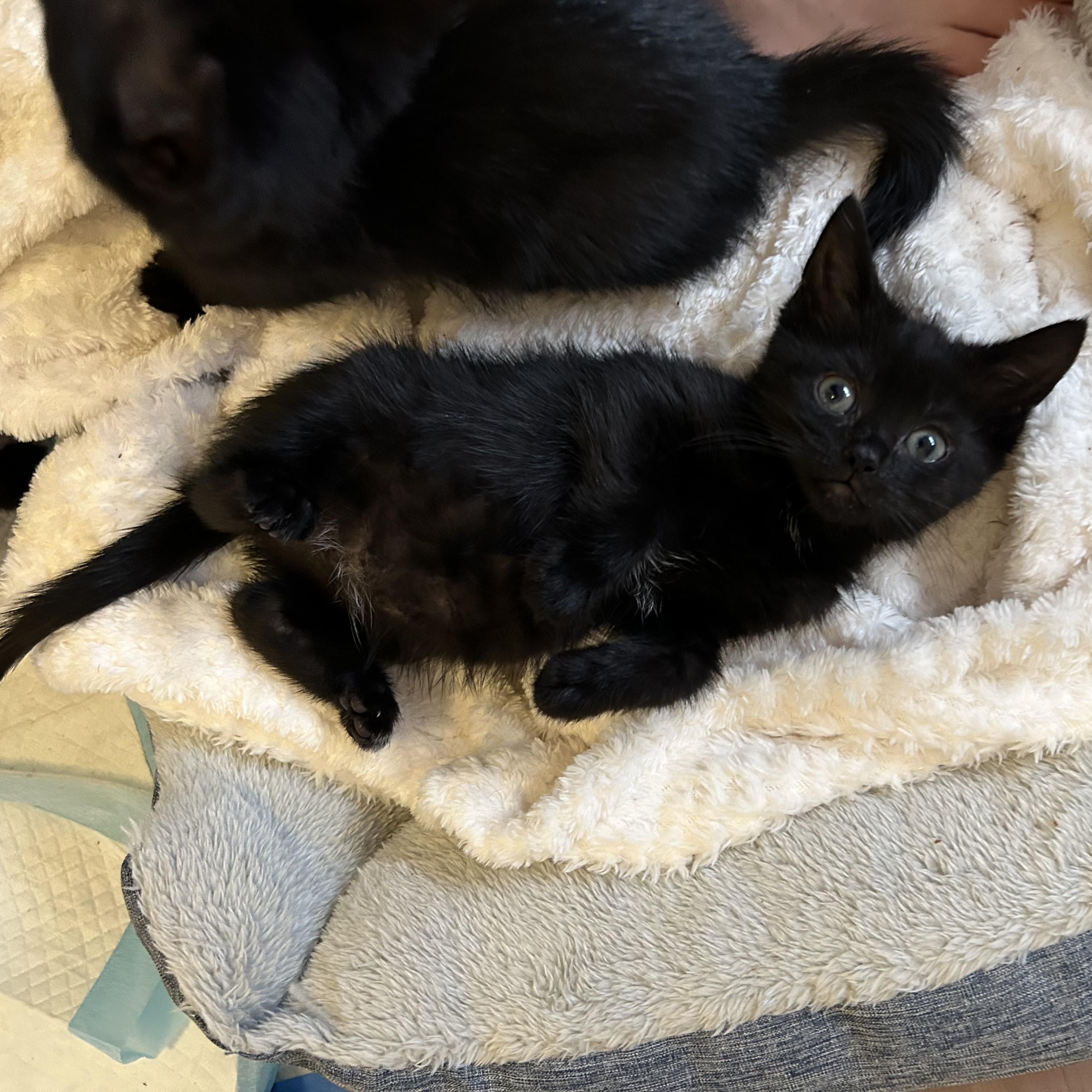 Enlarge Katla, a Adoptable Domestic Short Hair in Alexandria, VA image 2/6