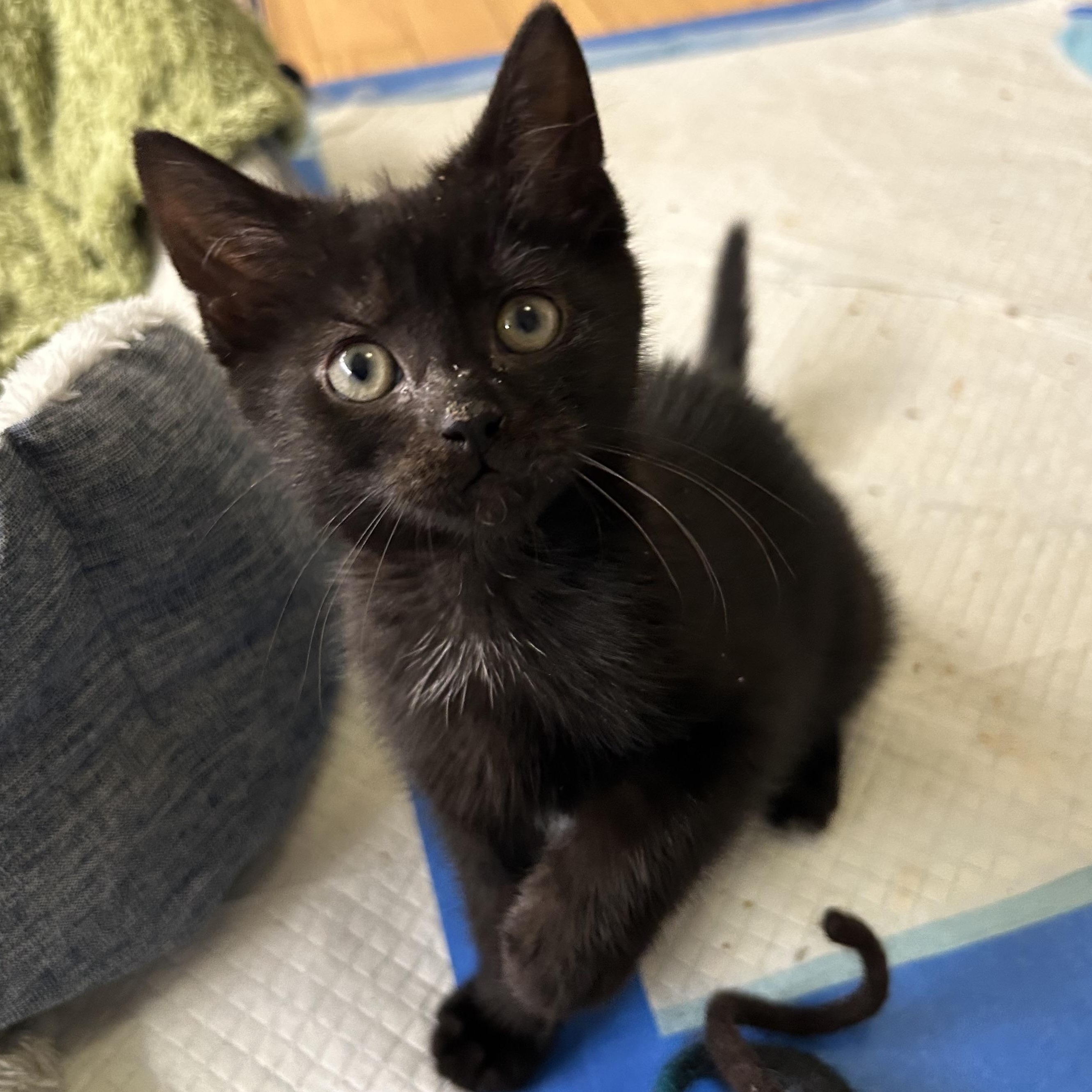 Enlarge Katla, a Adoptable Domestic Short Hair in Alexandria, VA image 4/6
