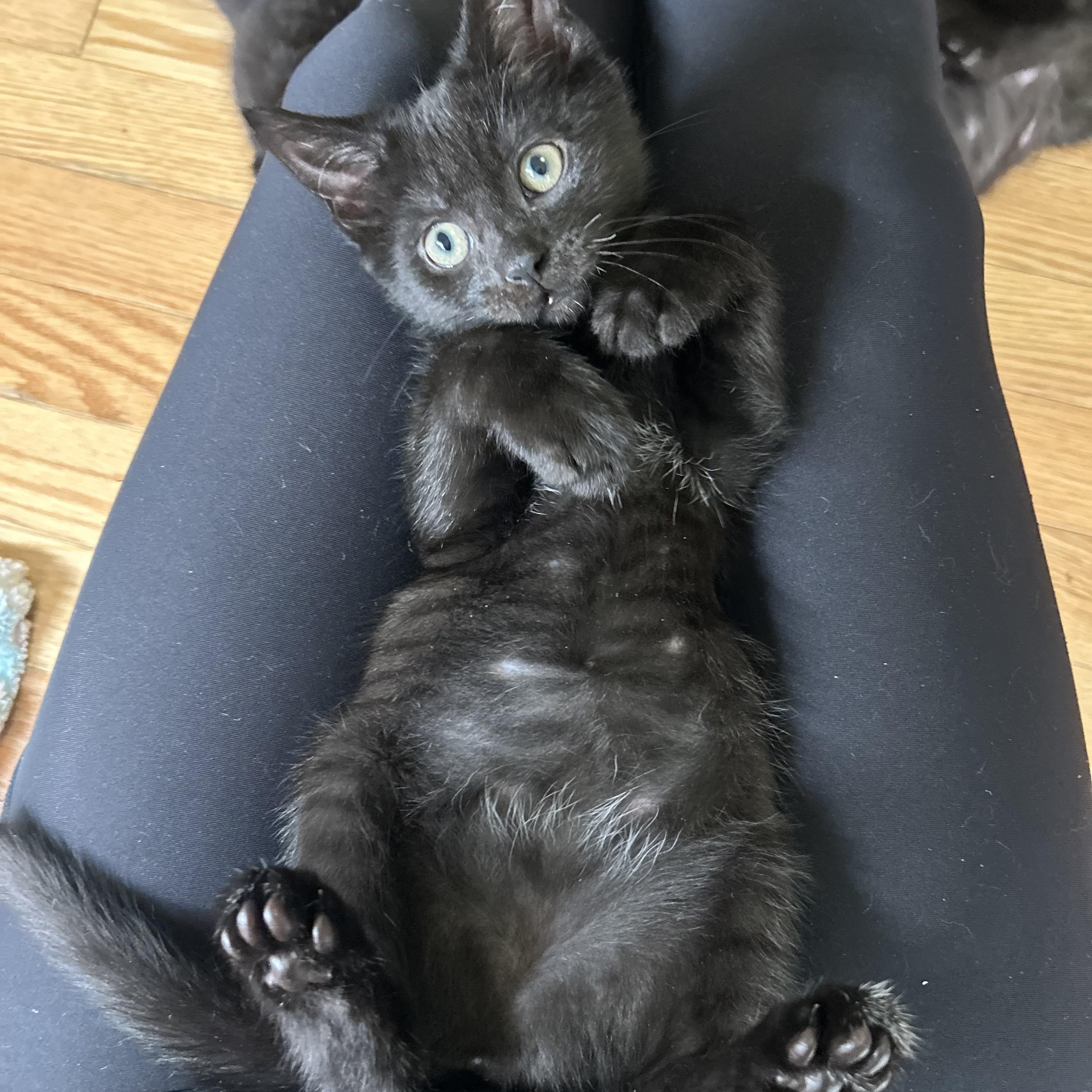 Enlarge Katla, a Adoptable Domestic Short Hair in Alexandria, VA image 3/6
