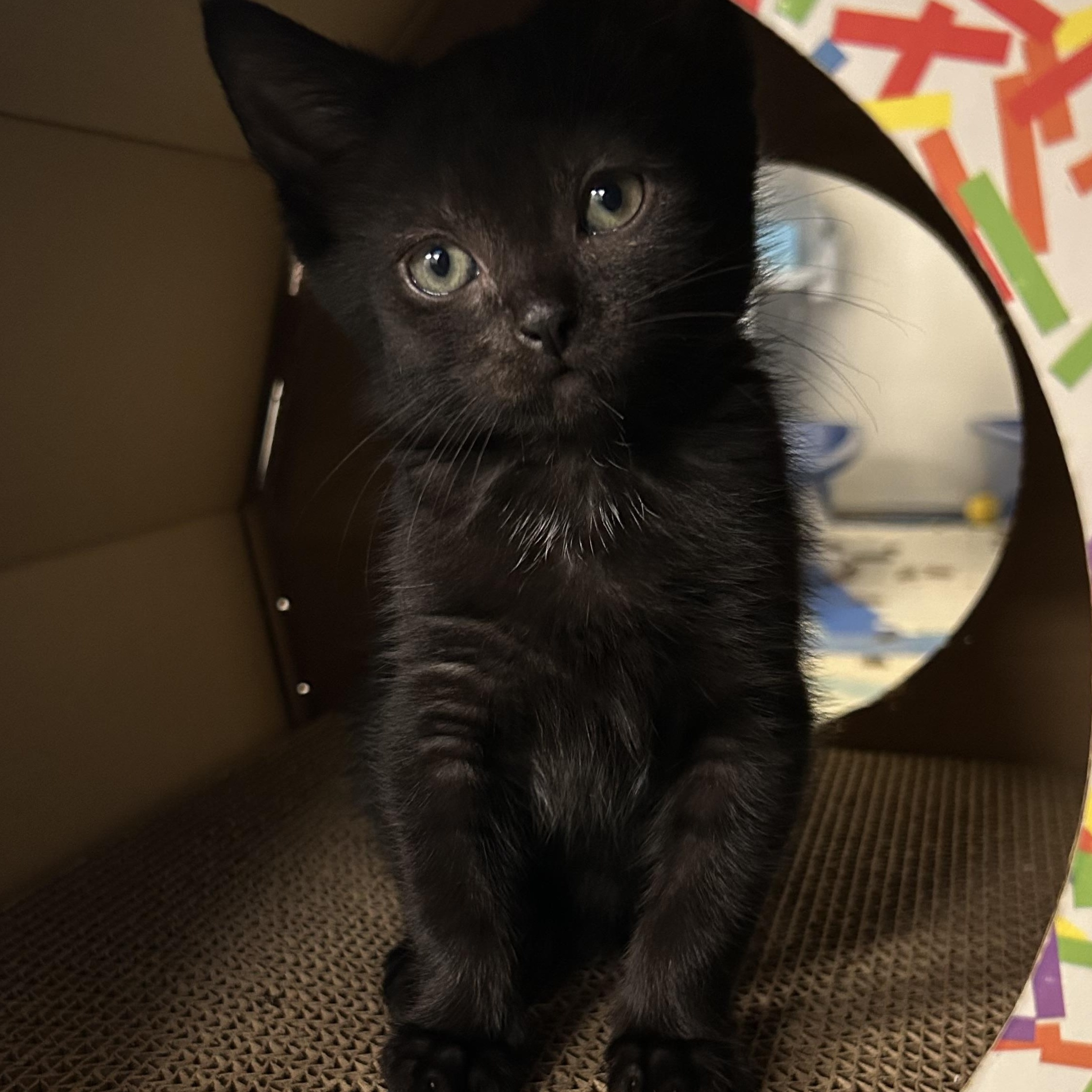 Katla, Adoptable, Kitten Female Domestic Short Hair.