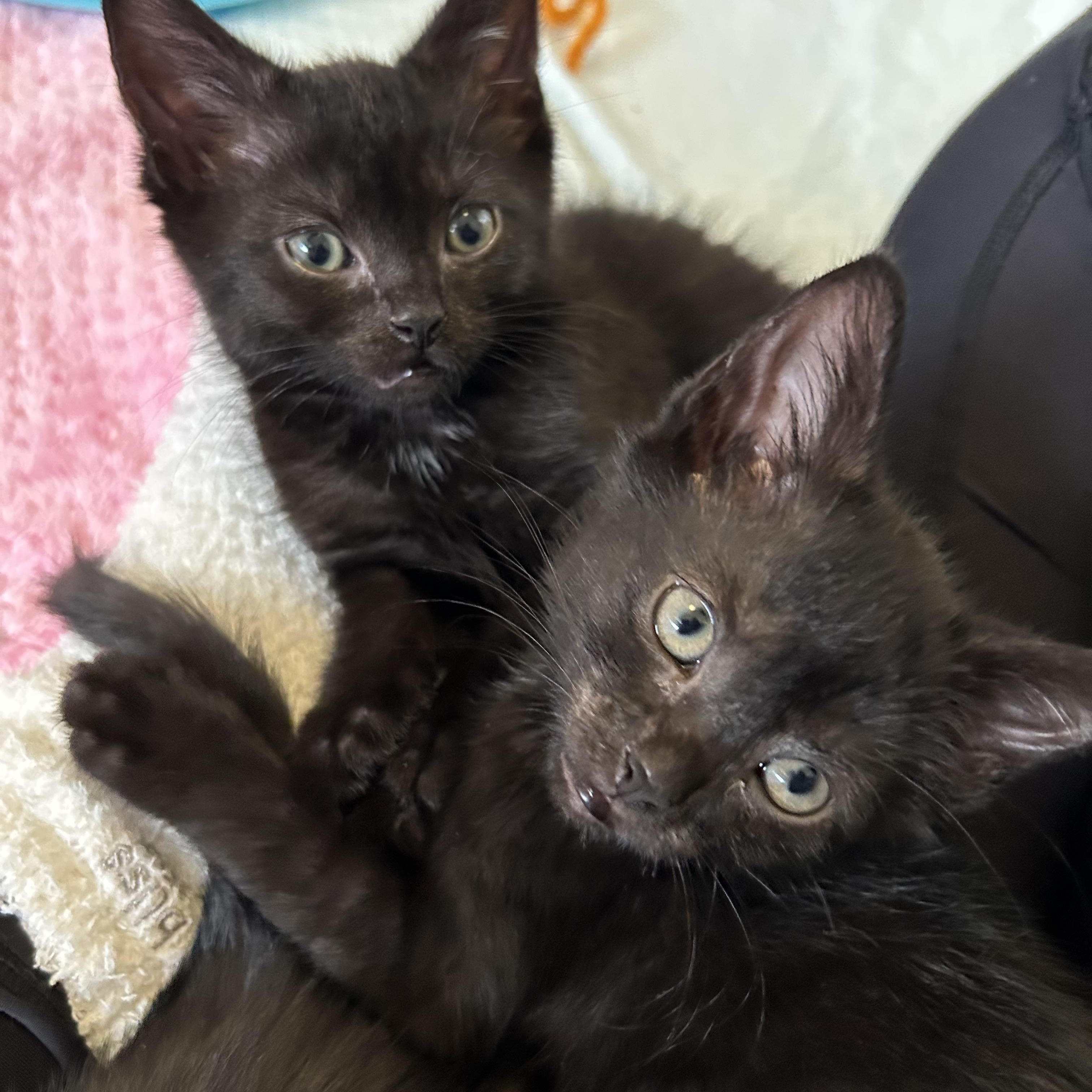 Enlarge Katla, a Adoptable Domestic Short Hair in Alexandria, VA image 5/6