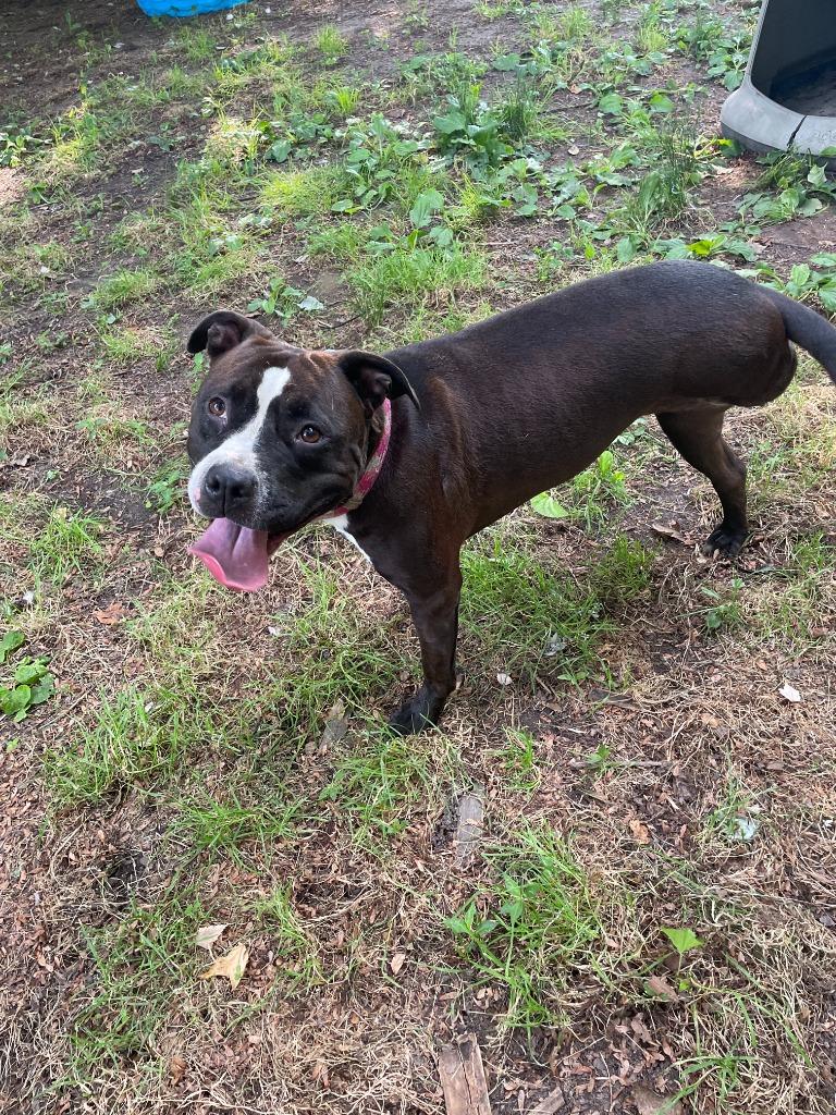 Sweet Pea, Adoptable, Adult Female Pit Bull Terrier.