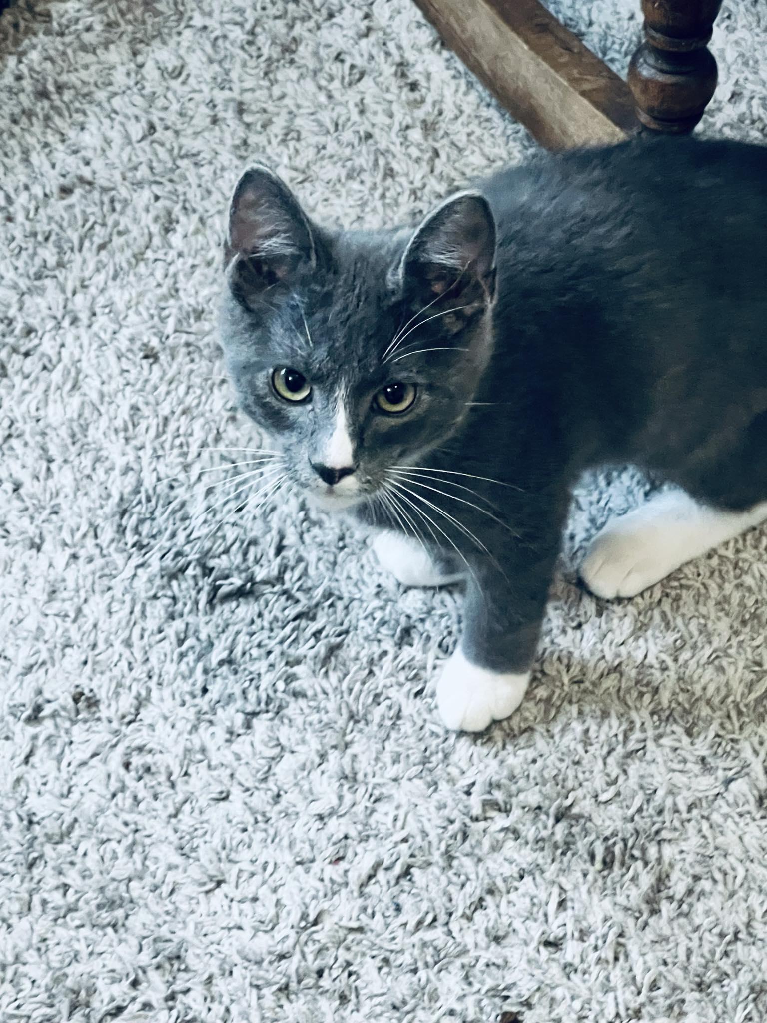 Enlarge Roofus, a Adopted Domestic Short Hair in Indianapolis, IN image 3/6