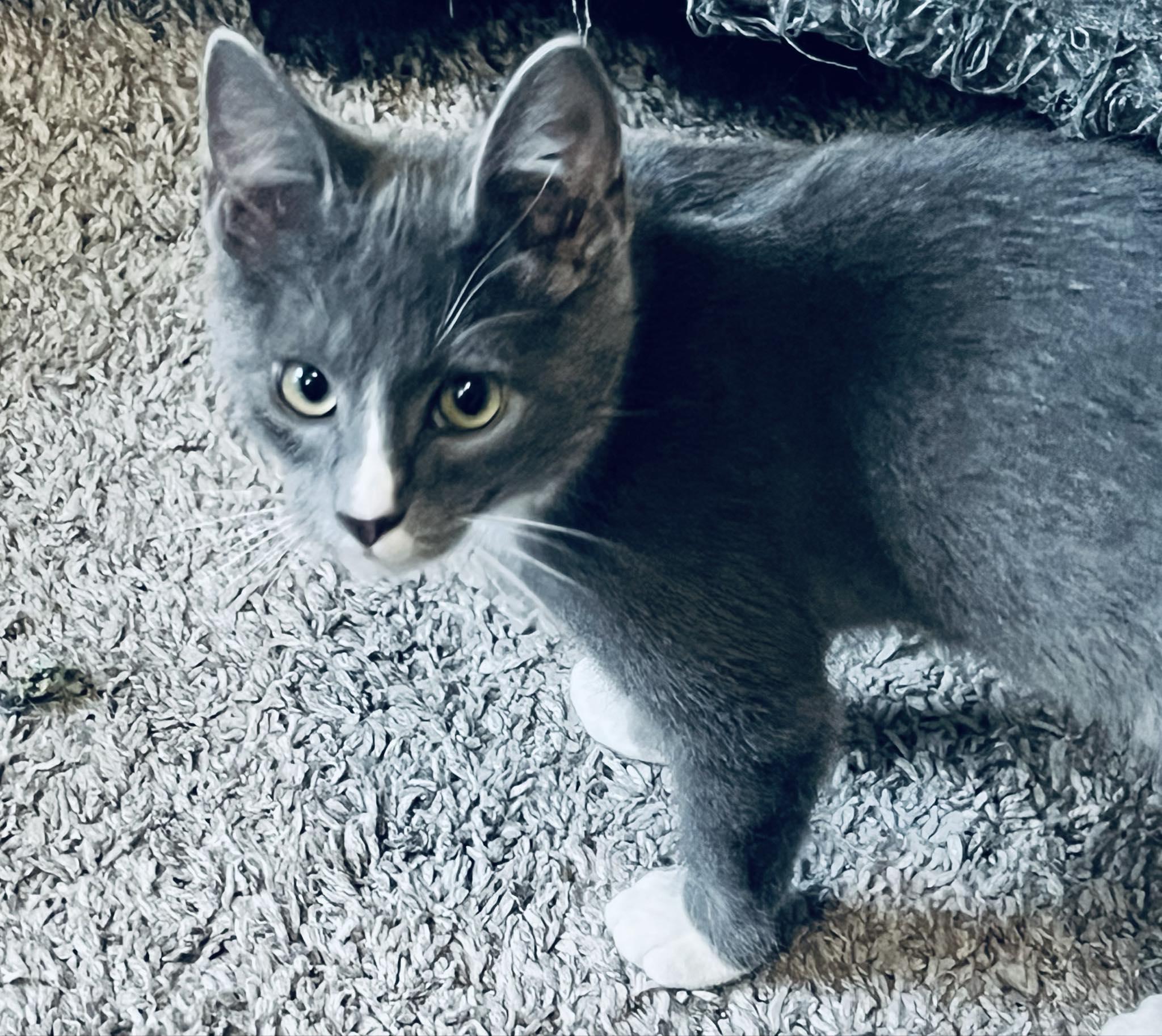Enlarge Roofus, a Adopted Domestic Short Hair in Indianapolis, IN image 2/6