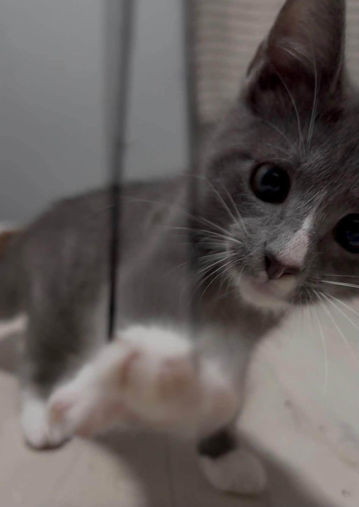 Enlarge Roofus, a Adopted Domestic Short Hair in Indianapolis, IN image 5/6
