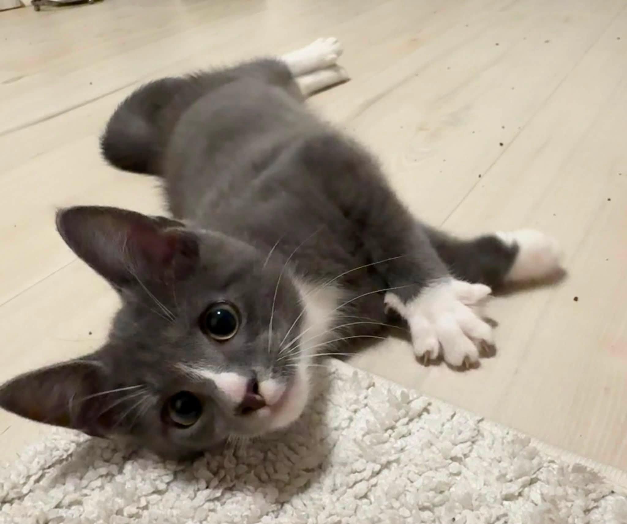 Enlarge Roofus, a Adopted Domestic Short Hair in Indianapolis, IN image 4/6