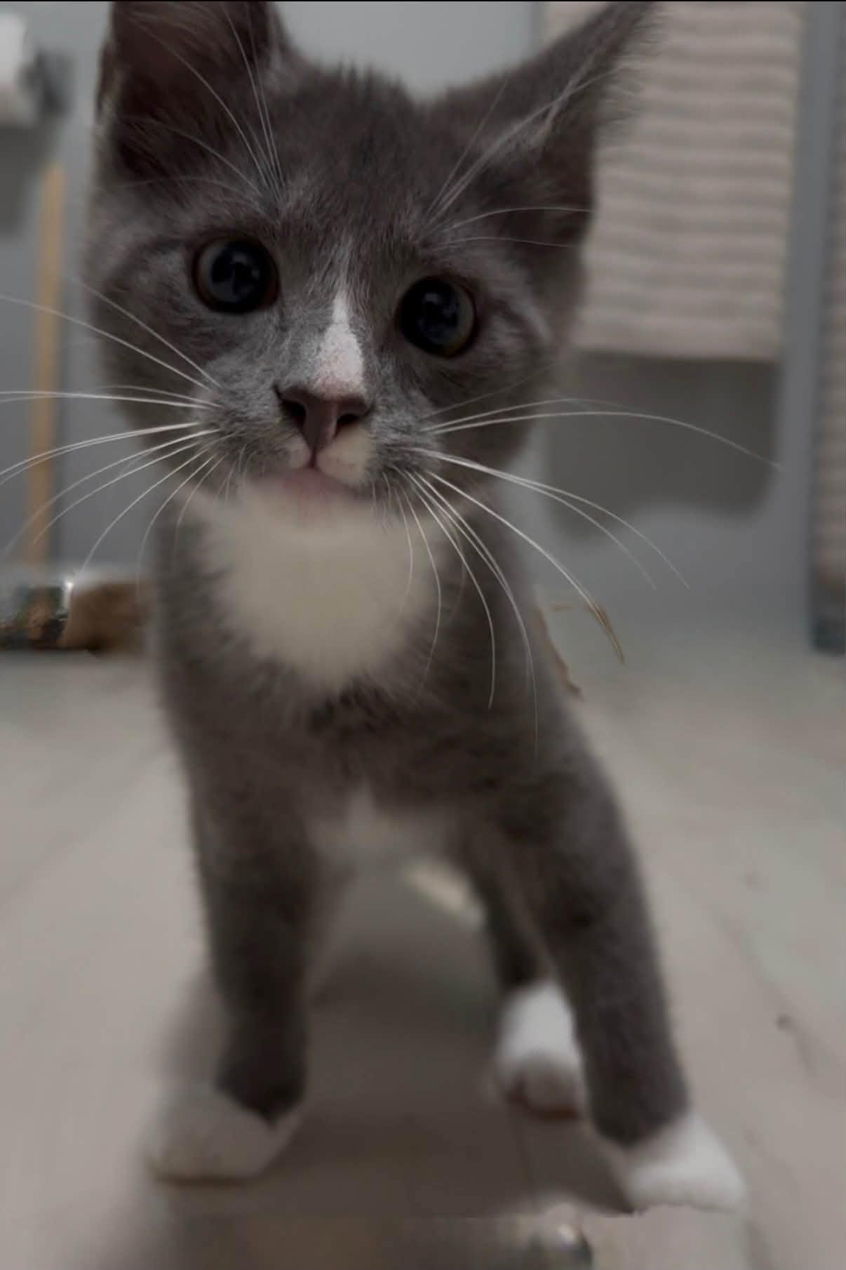 Enlarge Roofus, a Adopted Domestic Short Hair in Indianapolis, IN image 6/6