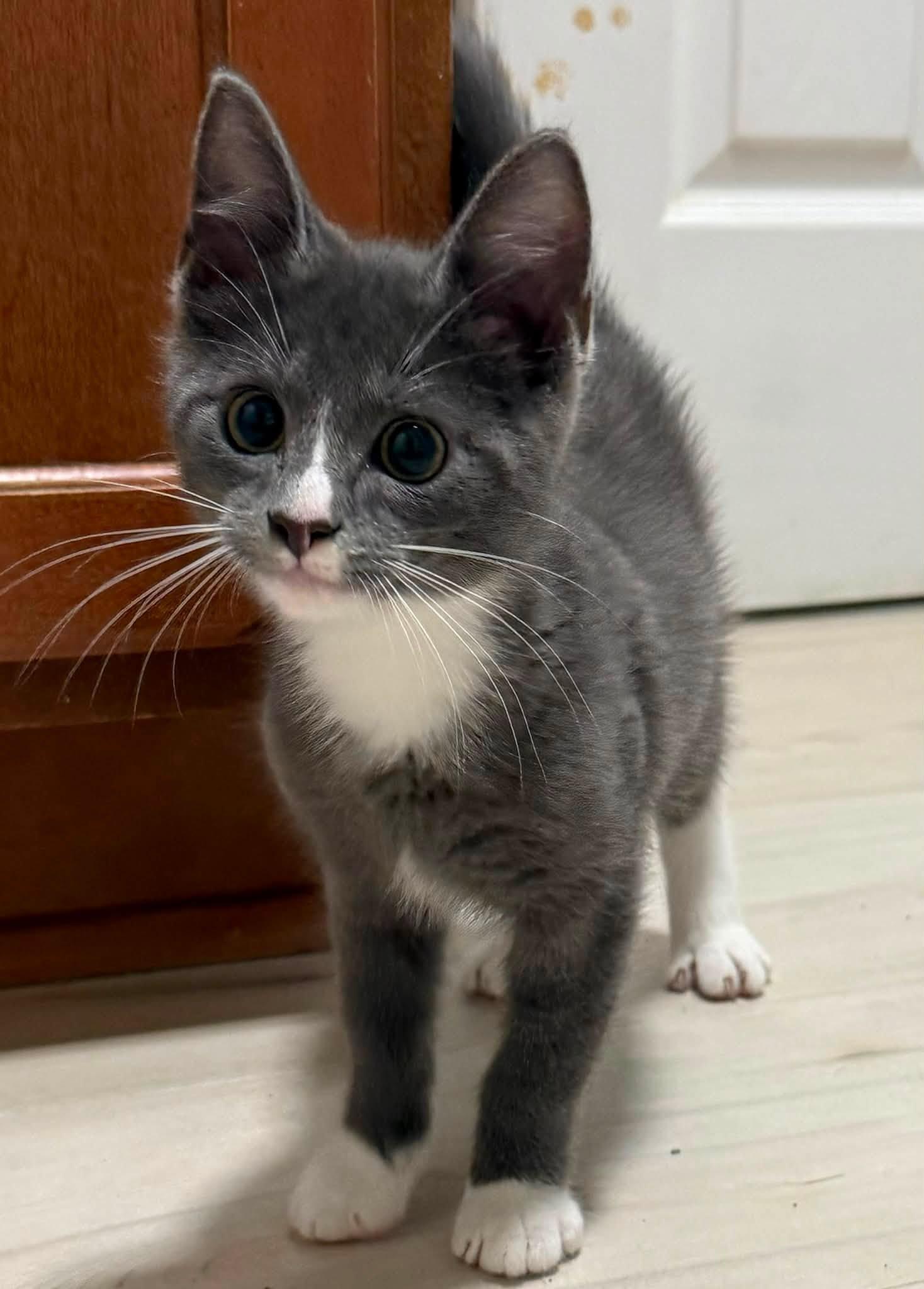 Enlarge Roofus, a Adopted Domestic Short Hair in Indianapolis, IN image 1/6