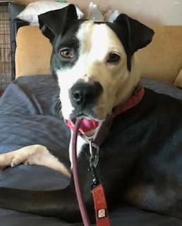 Marissa! Uber Sweetheart! 43 Perfect Pounds! Loves her People Great Nanny Dog!