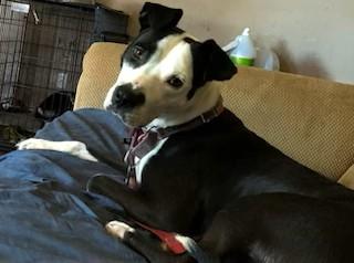 Marissa! Uber Sweetheart! 43 Perfect Pounds! Loves her People Great Nanny Dog!