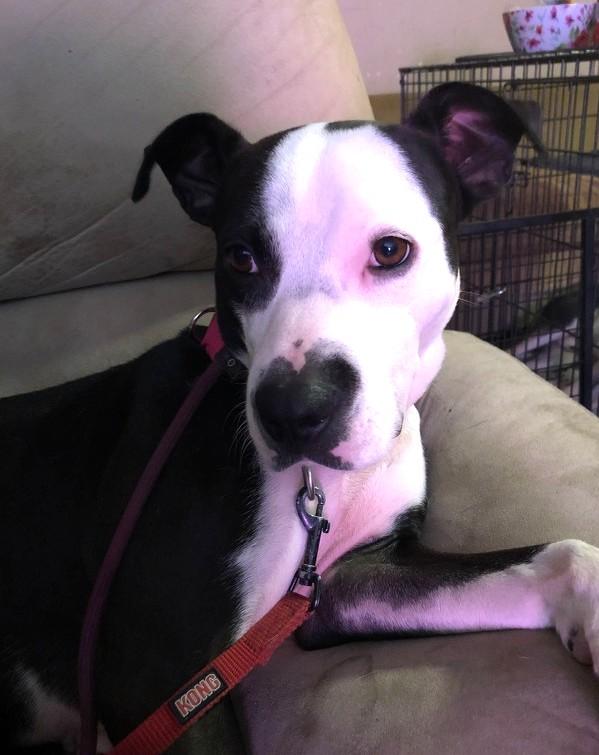 Marissa! Uber Sweetheart! 43 Perfect Pounds! Loves her People Great Nanny Dog!