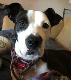 Marissa! Uber Sweetheart! 43 Perfect Pounds! Loves her People Great Nanny Dog!