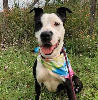 Marissa! Uber Sweetheart! 43 Perfect Pounds! Loves her People Great Nanny Dog!