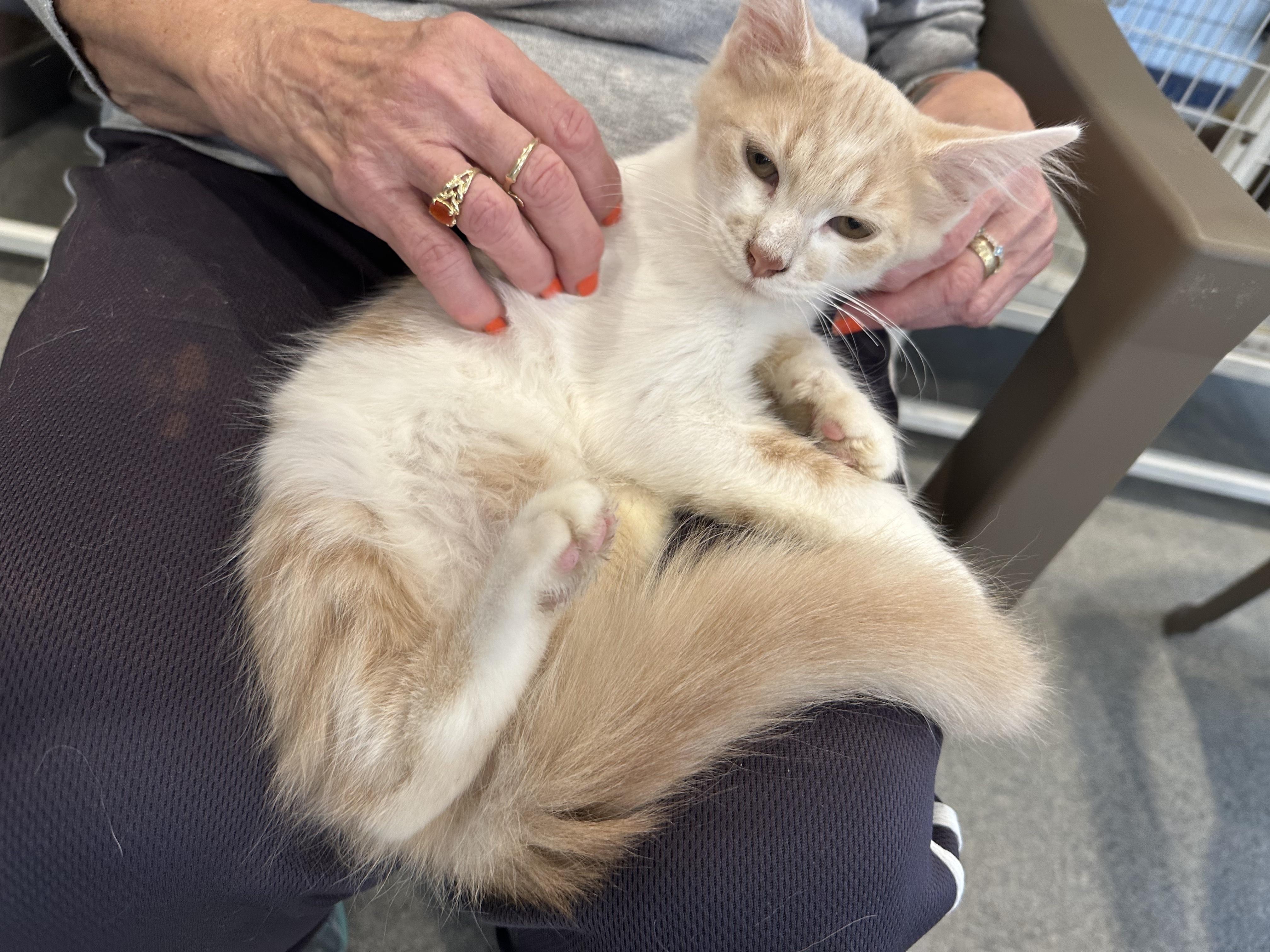 Salami, Pastrami & Bologna, Adoptable, Kitten Male Domestic Medium Hair.