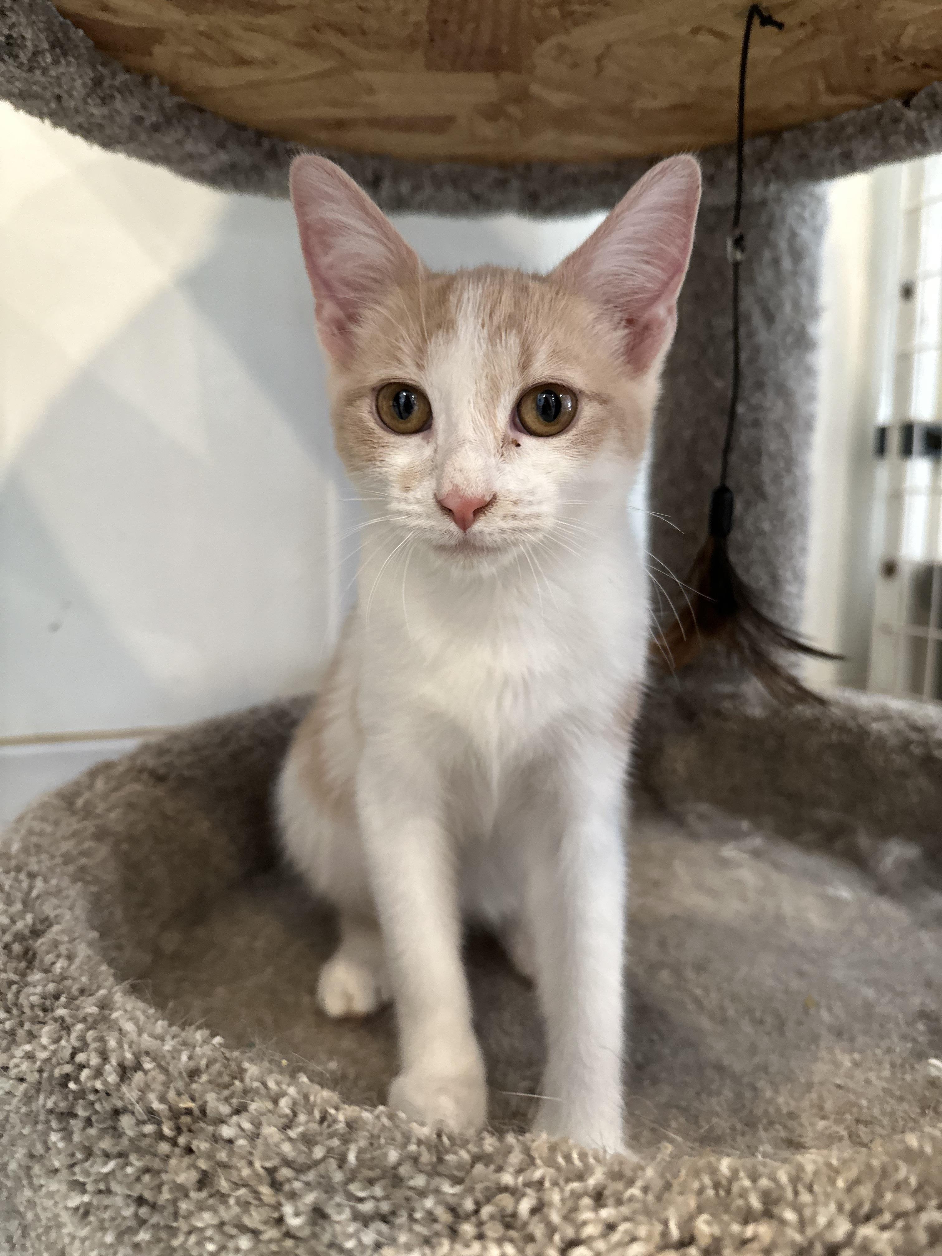 Enlarge Salami, Pastrami & Bologna, a Adoptable Domestic Medium Hair in Clifton, NJ image 2/6