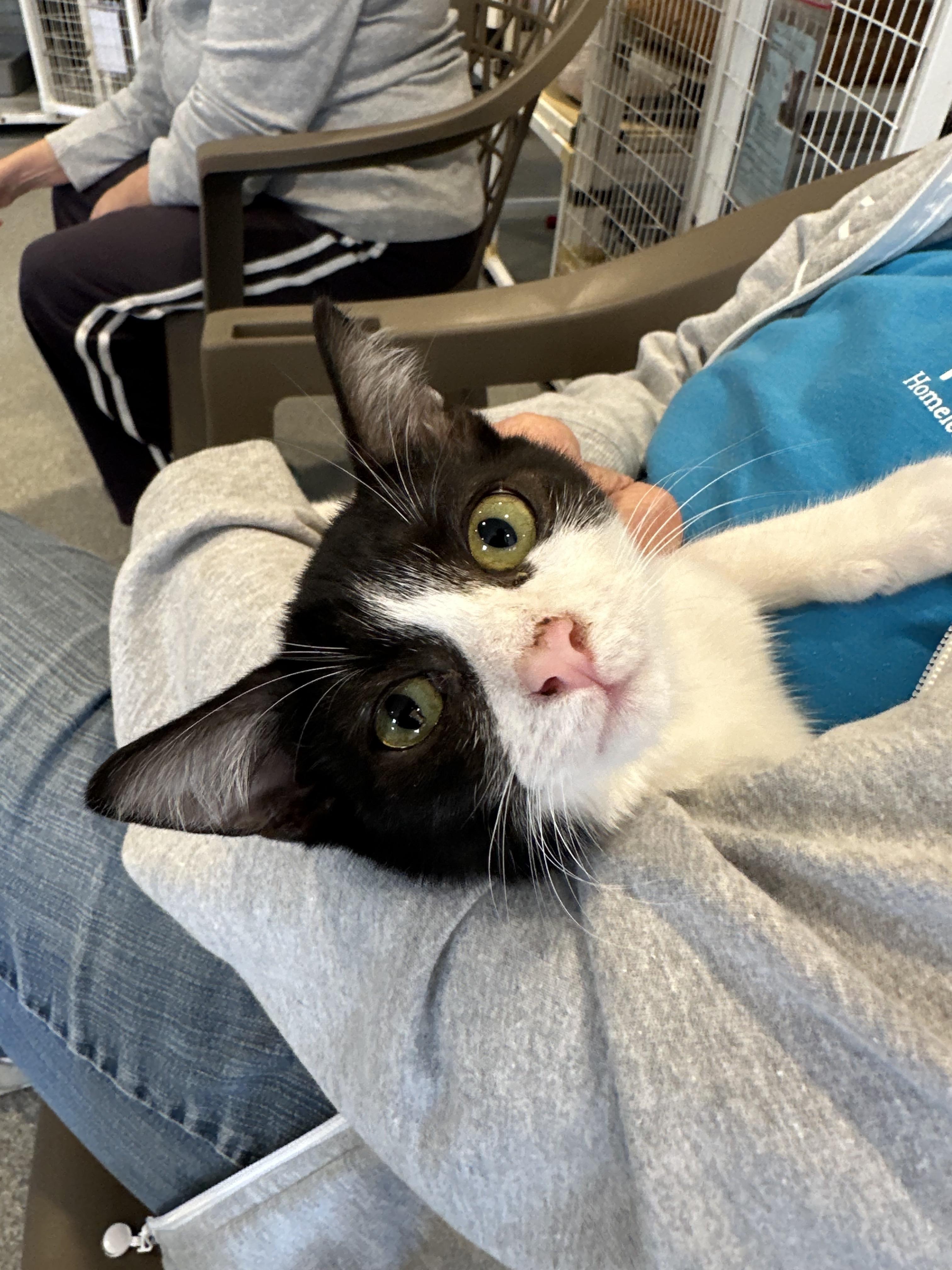 Enlarge Salami, Pastrami & Bologna, a Adoptable Domestic Medium Hair in Clifton, NJ image 3/6