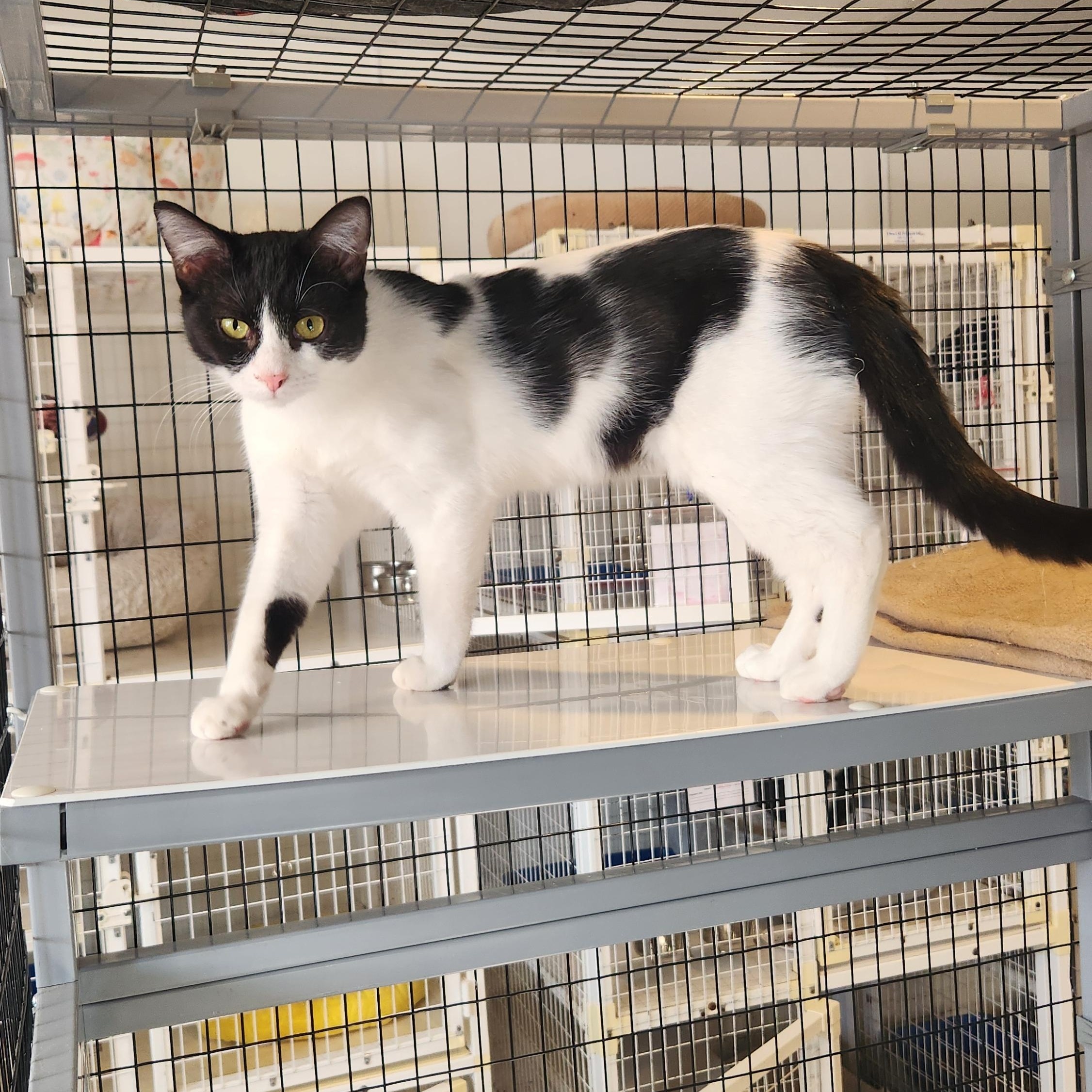 Enlarge Bologna, a Adoptable Domestic Medium Hair in Clifton, NJ image 3/5