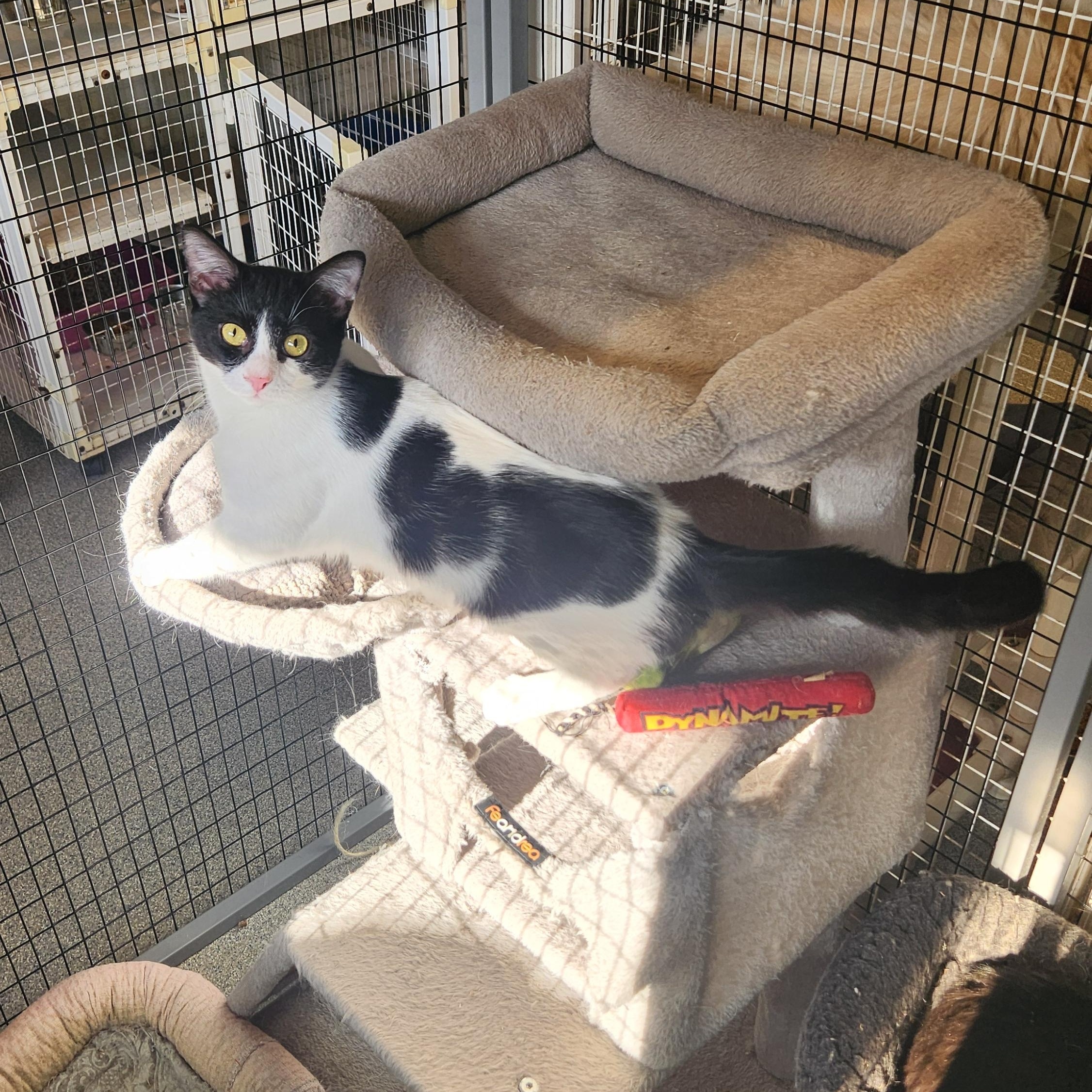 Enlarge Bologna, a Adoptable Domestic Medium Hair in Clifton, NJ image 5/5