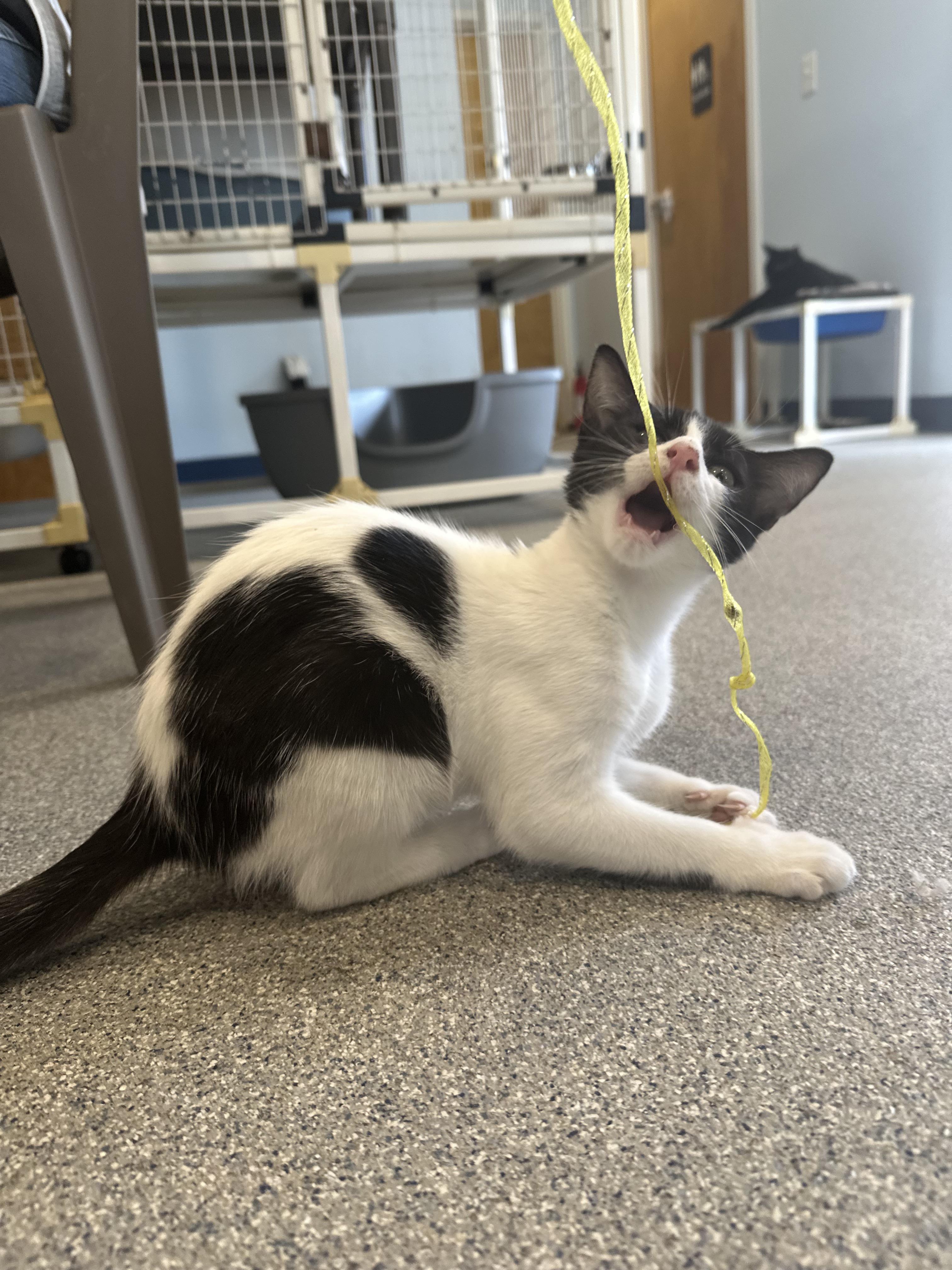 Enlarge Salami, Pastrami & Bologna, a Adoptable Domestic Medium Hair in Clifton, NJ image 4/6