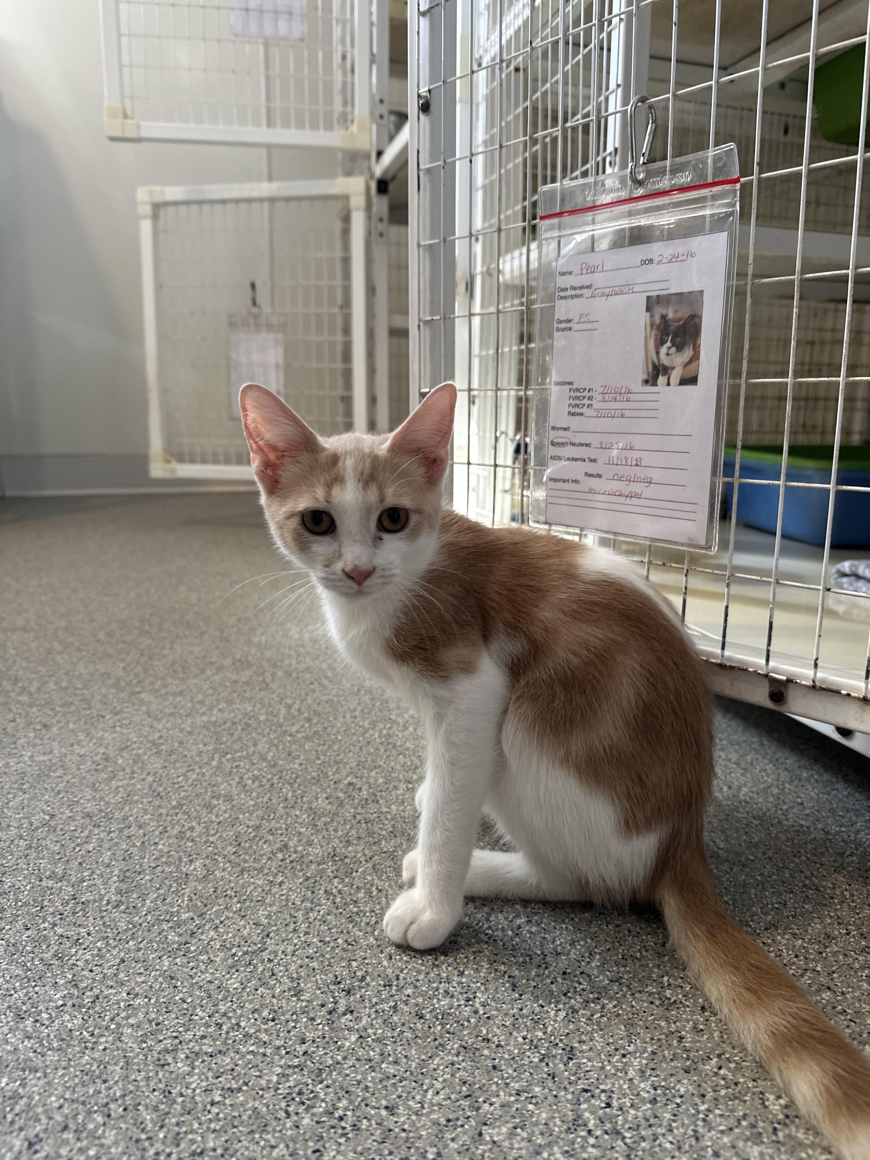 Enlarge Salami, Pastrami & Bologna, a Adoptable Domestic Medium Hair in Clifton, NJ image 5/6