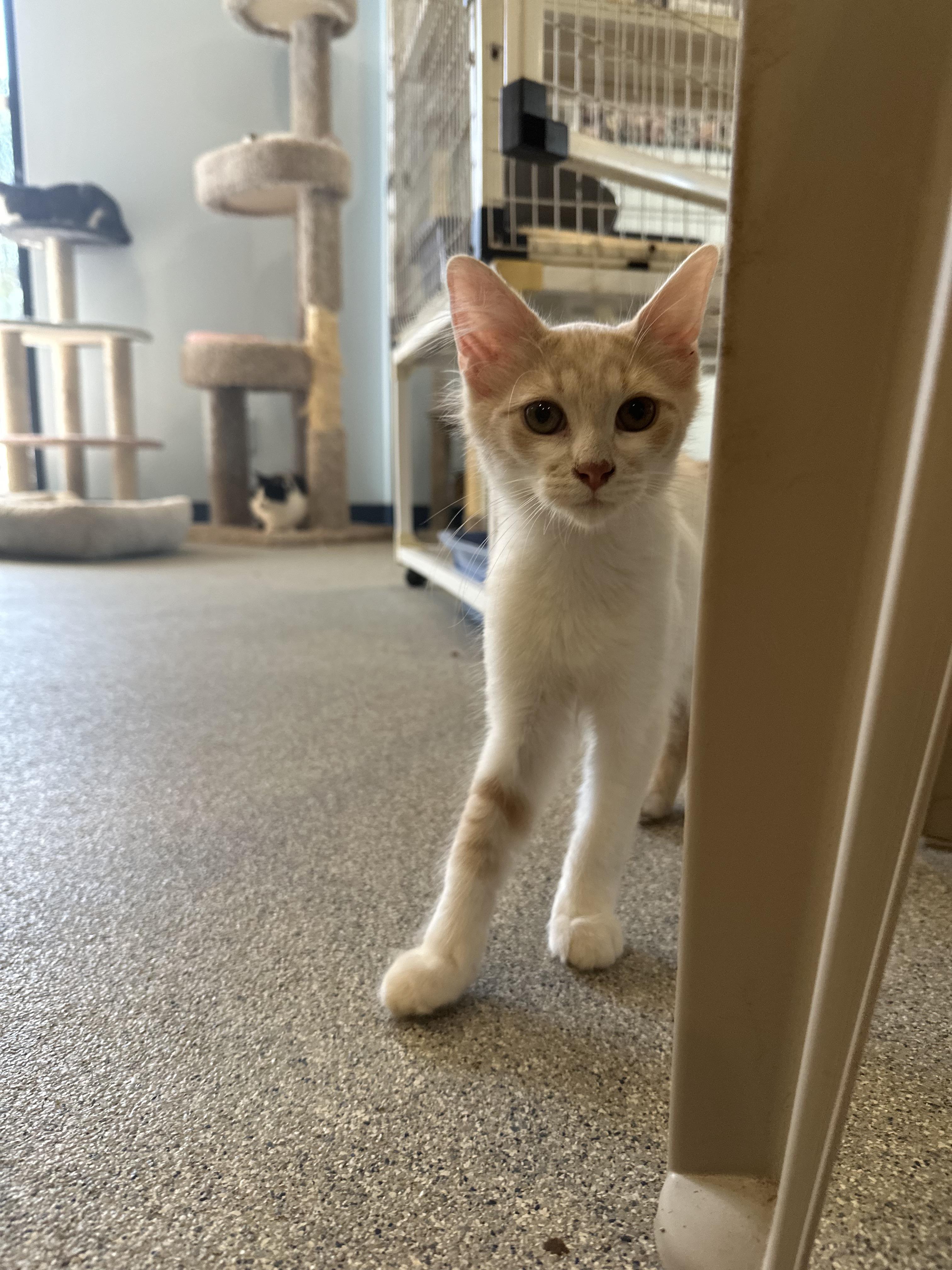 Enlarge Salami, Pastrami & Bologna, a Adoptable Domestic Medium Hair in Clifton, NJ image 6/6