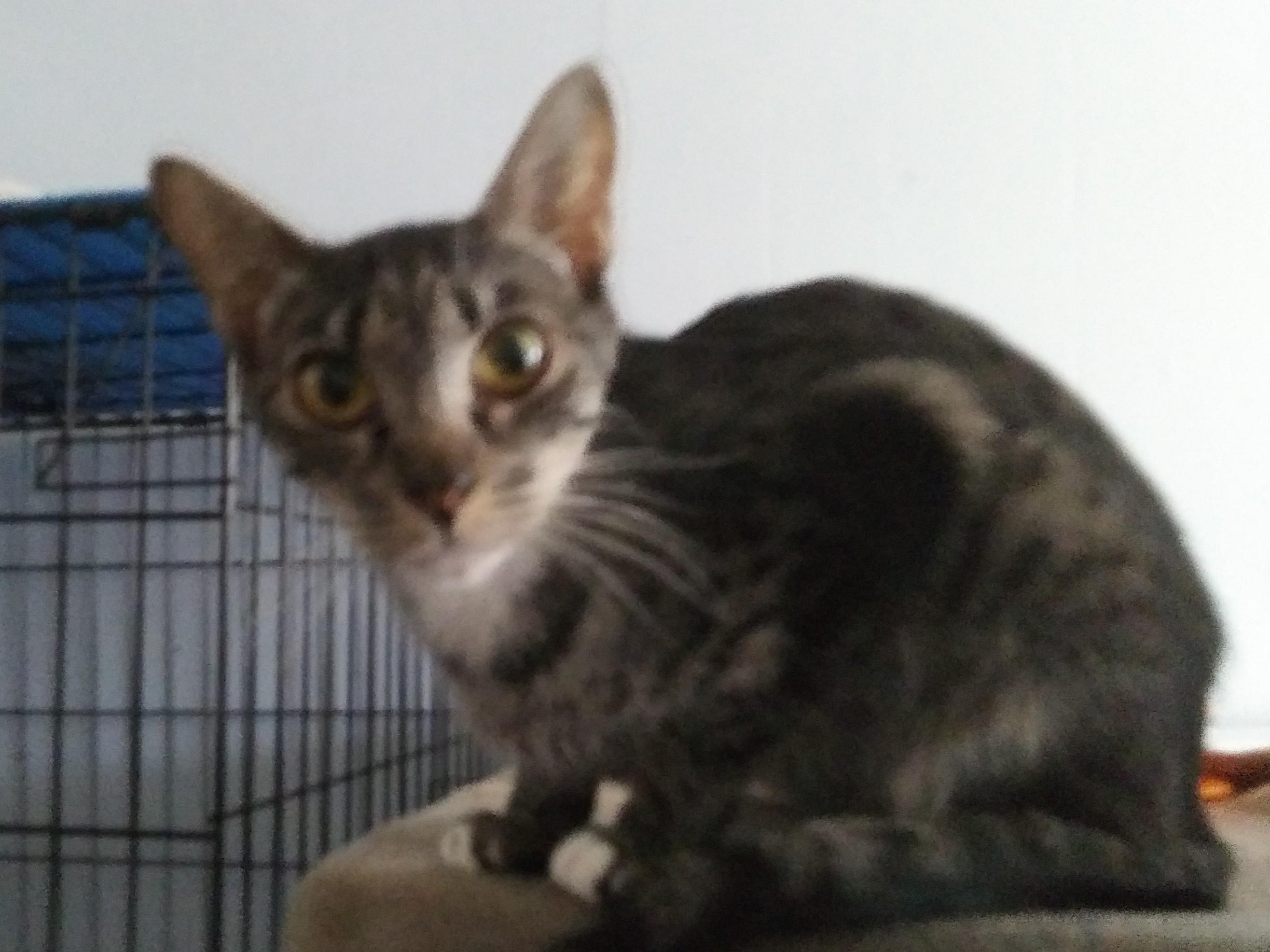 Enlarge McIntosh, a Adoptable Domestic Short Hair in Port Wentworth, GA image 3/4