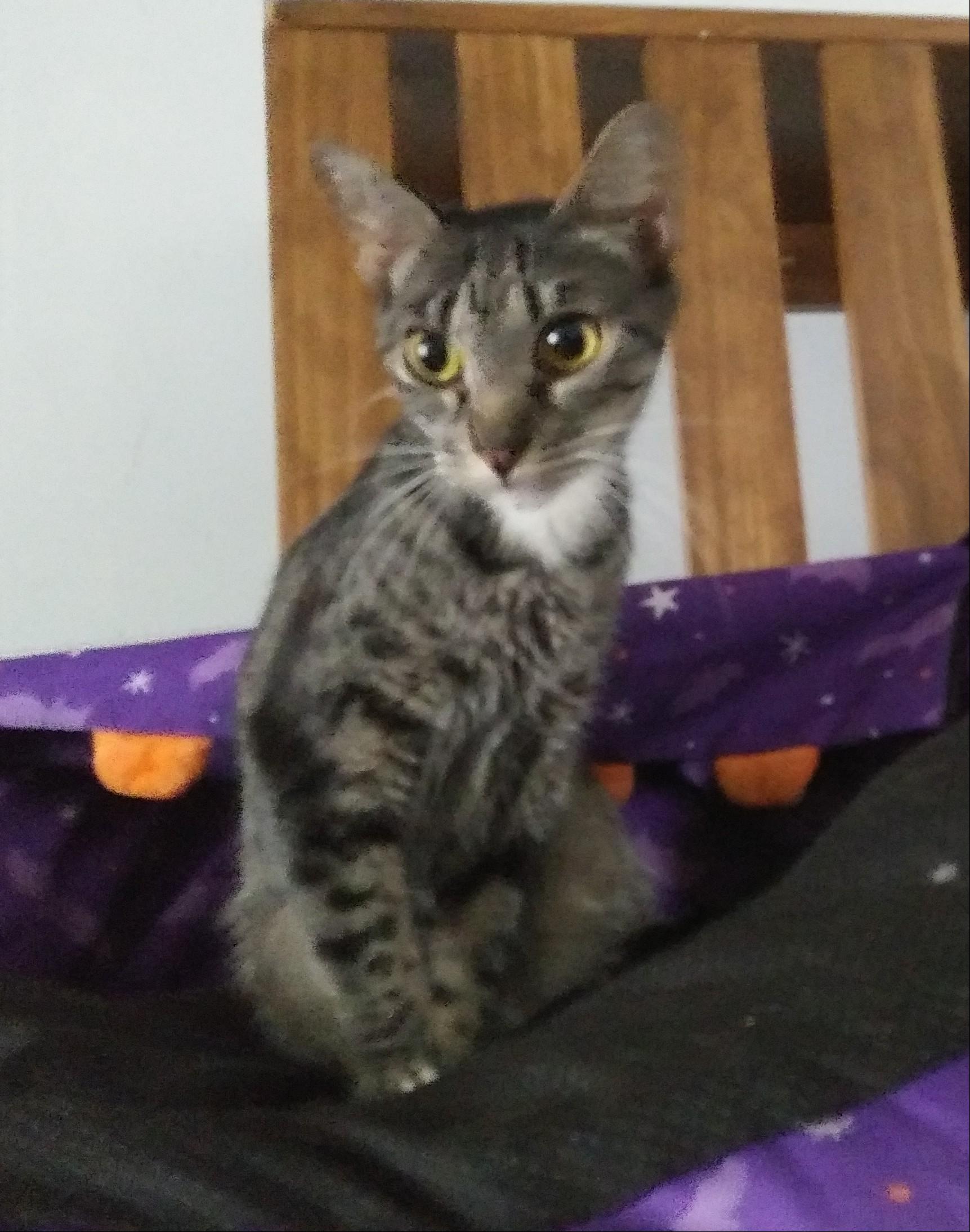 Enlarge McIntosh, a Adoptable Domestic Short Hair in Port Wentworth, GA image 1/4