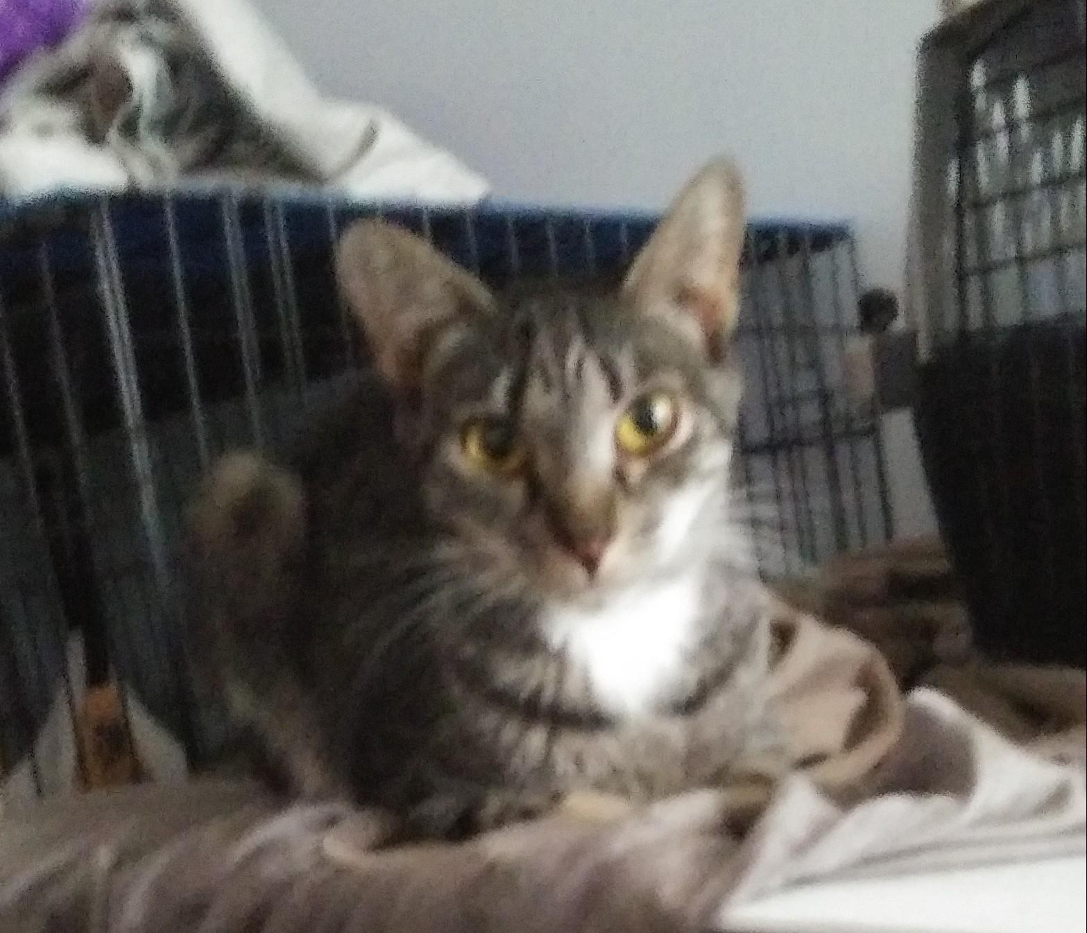 Enlarge McIntosh, a Adoptable Domestic Short Hair in Port Wentworth, GA image 4/4