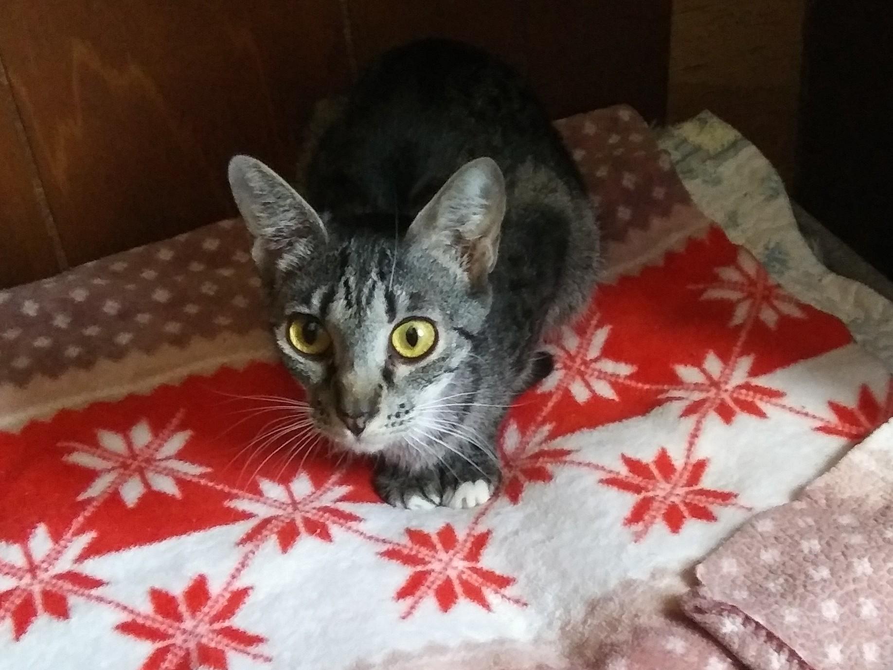 Enlarge McIntosh, a Adoptable Domestic Short Hair in Port Wentworth, GA image 2/4