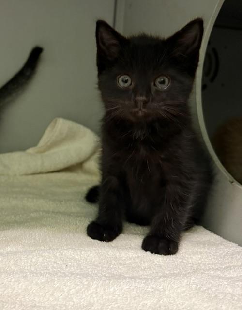 Bitsy, ADOPTABLE, Kitten Male Domestic Short Hair.