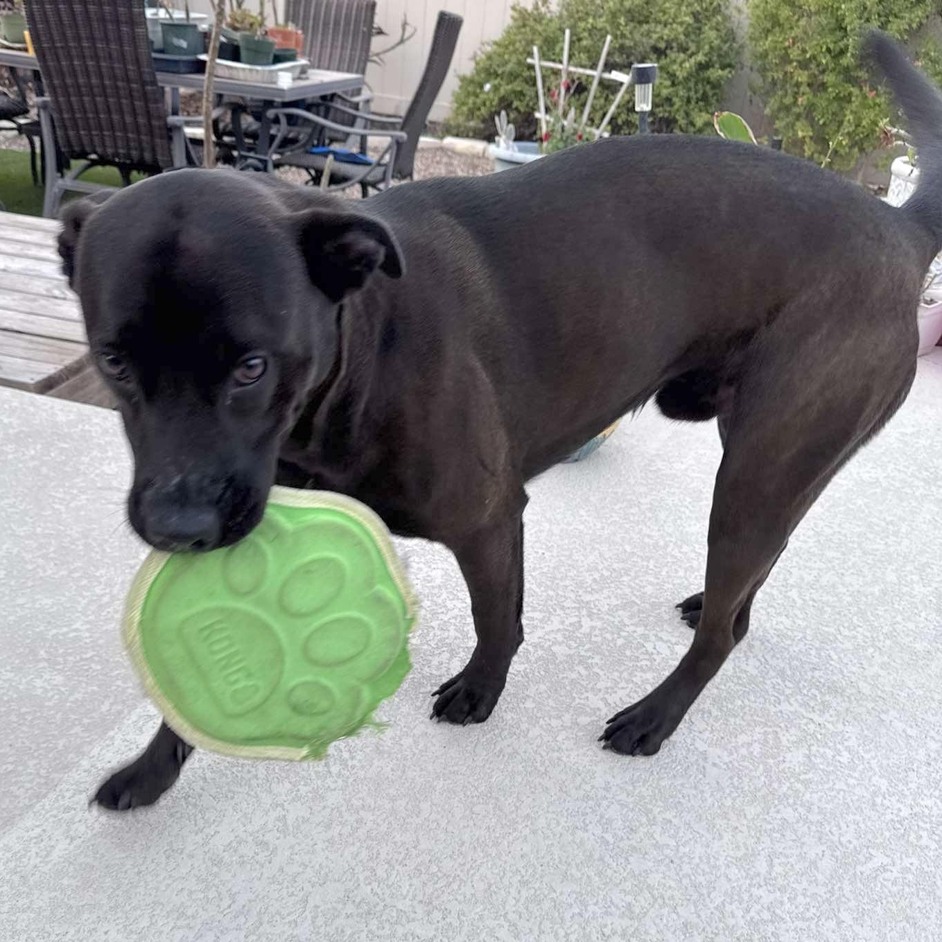 Enlarge Rascal, a Adoptable mixed breed in Providence, RI image 5/6