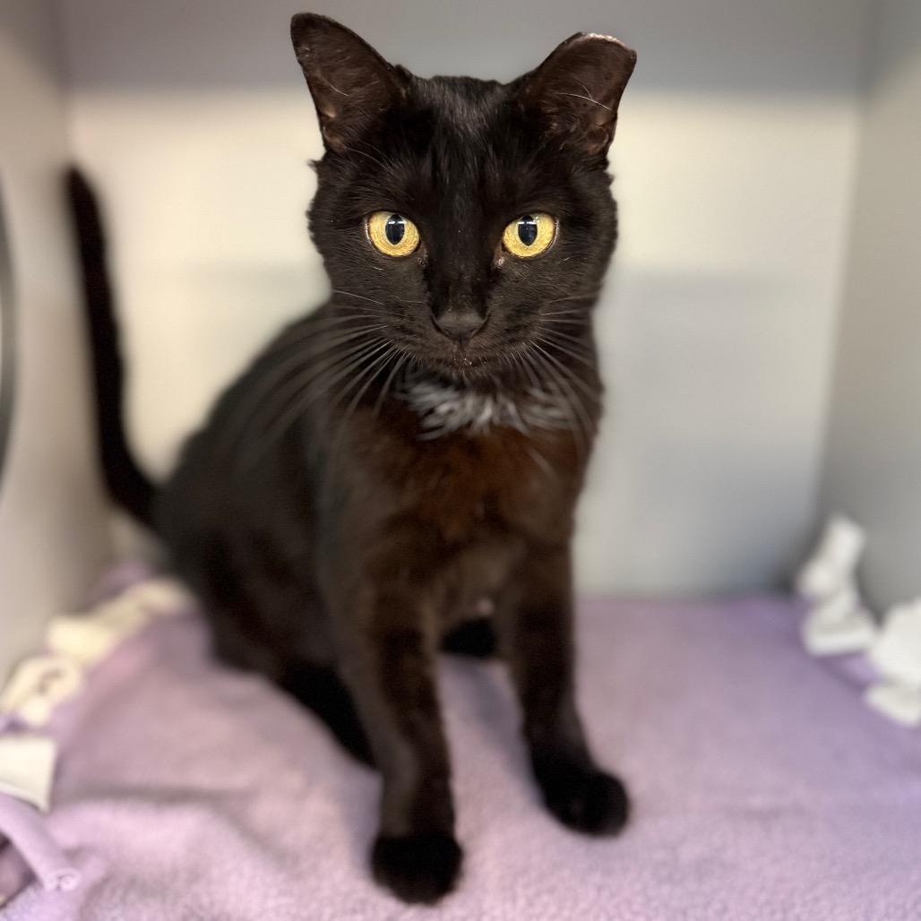 Enlarge Sweetie Pie, a Adoptable Domestic Short Hair in Sarasota, FL image 1/6
