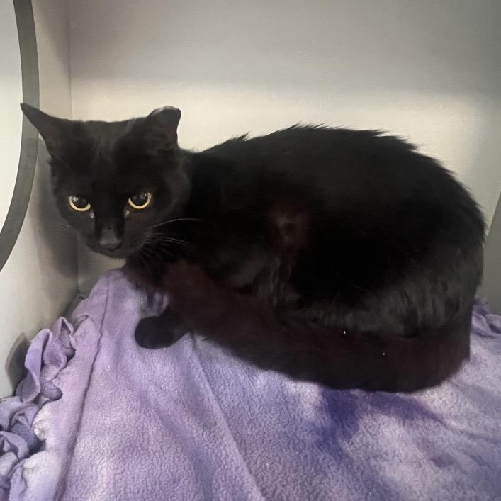 Enlarge Sweetie Pie, a Adoptable Domestic Short Hair in Sarasota, FL image 1/2