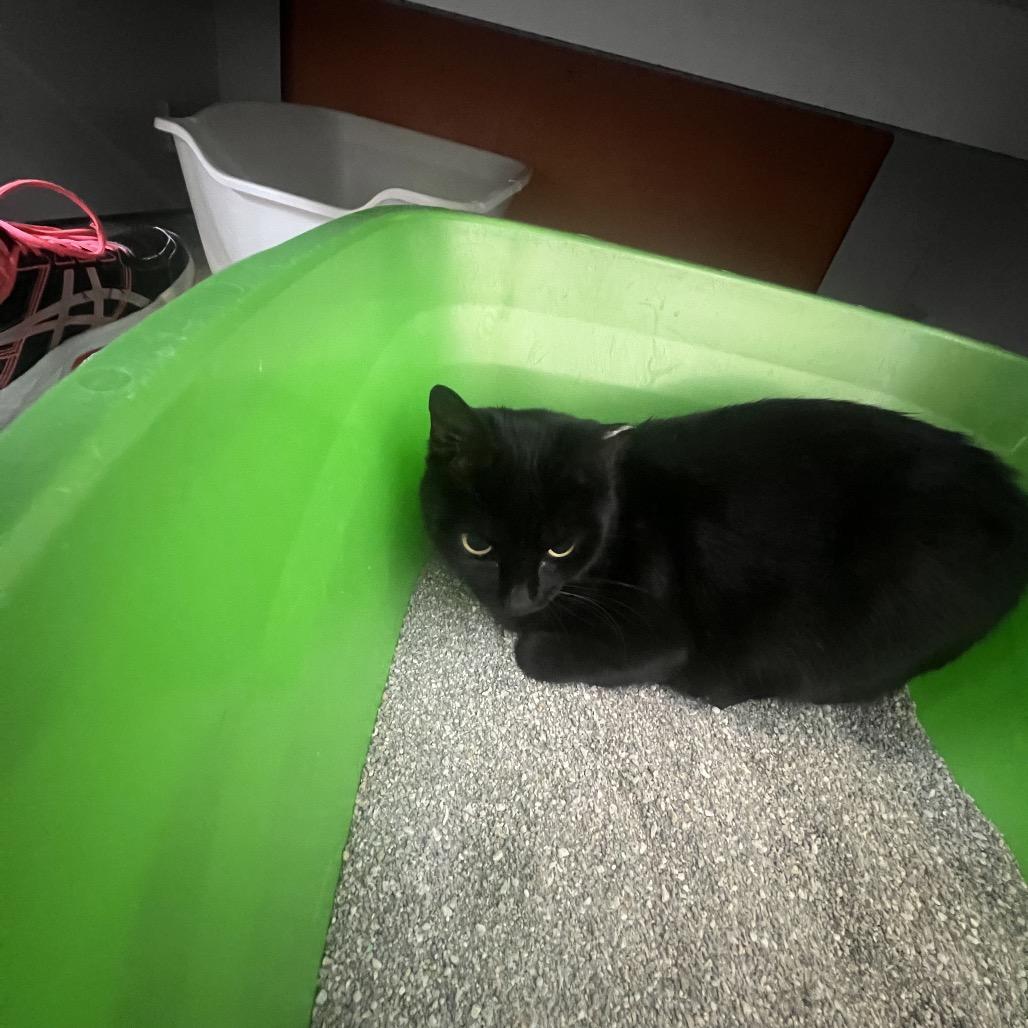 Enlarge Sweetie Pie, a Adoptable Domestic Short Hair in Sarasota, FL image 2/2