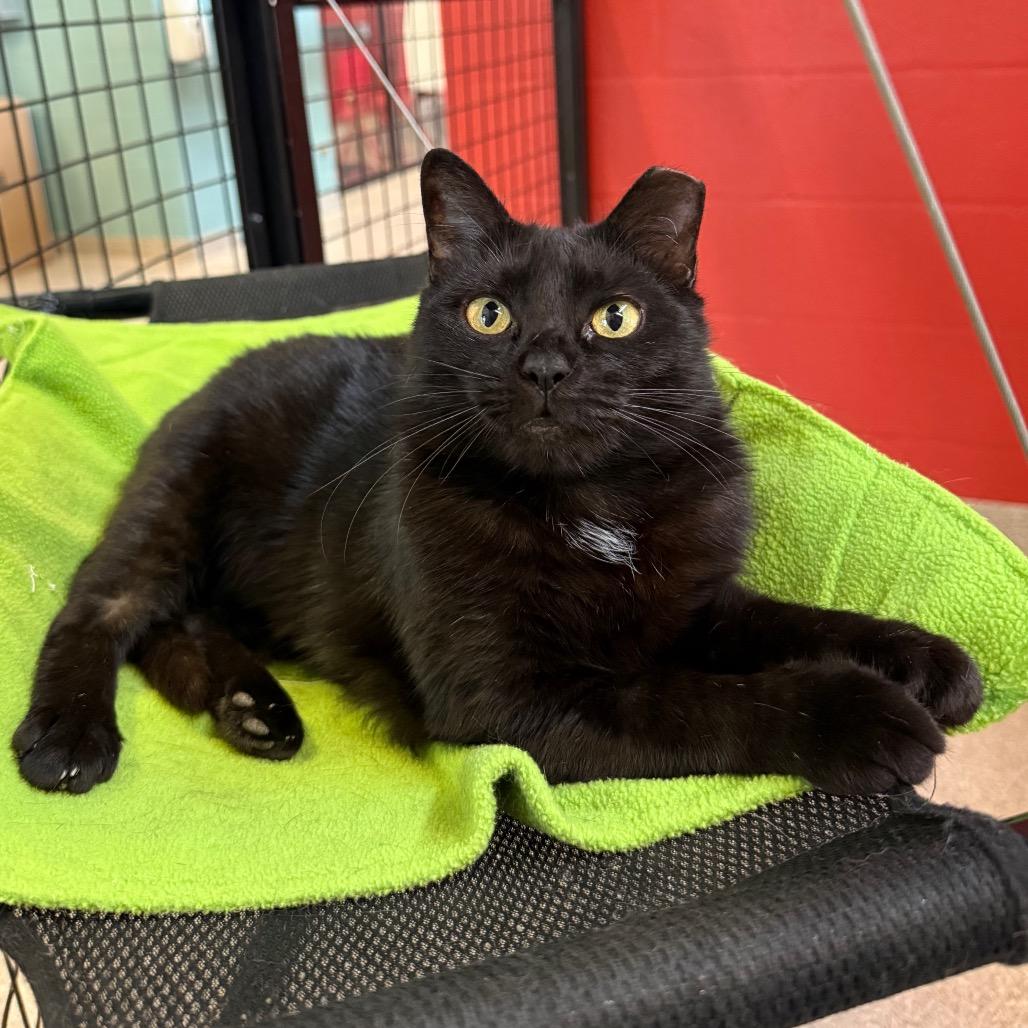 Enlarge Sweetie Pie, a Adoptable Domestic Short Hair in Sarasota, FL image 4/6