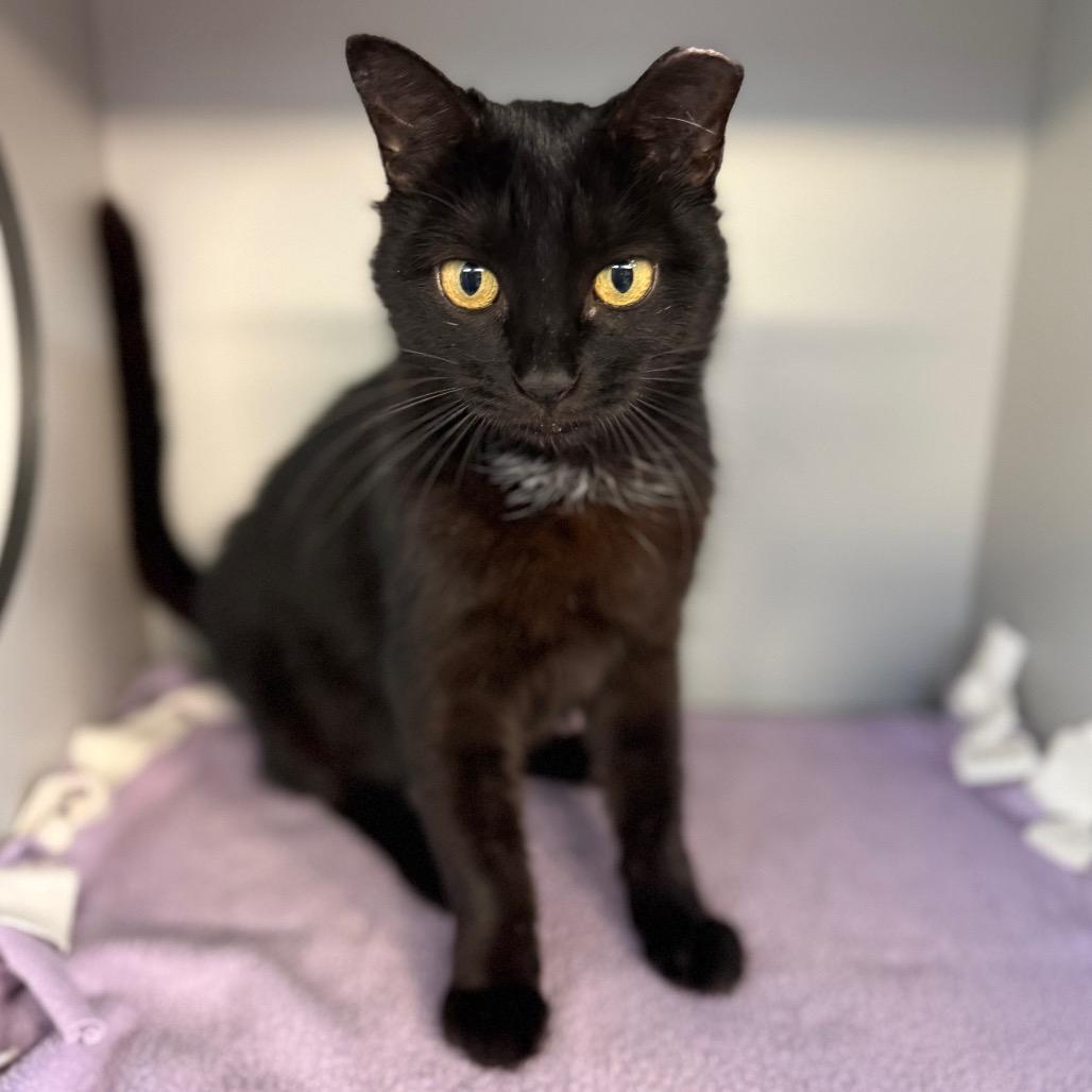 Enlarge Sweetie Pie, a Adoptable Domestic Short Hair in Sarasota, FL image 4/6