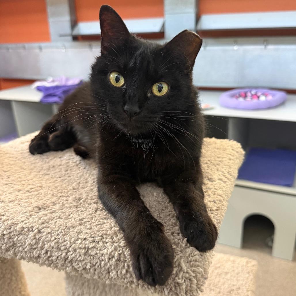 Enlarge Sweetie Pie, a Adoptable Domestic Short Hair in Sarasota, FL image 5/6