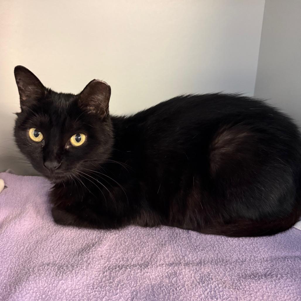 Enlarge Sweetie Pie, a Adoptable Domestic Short Hair in Sarasota, FL image 6/6