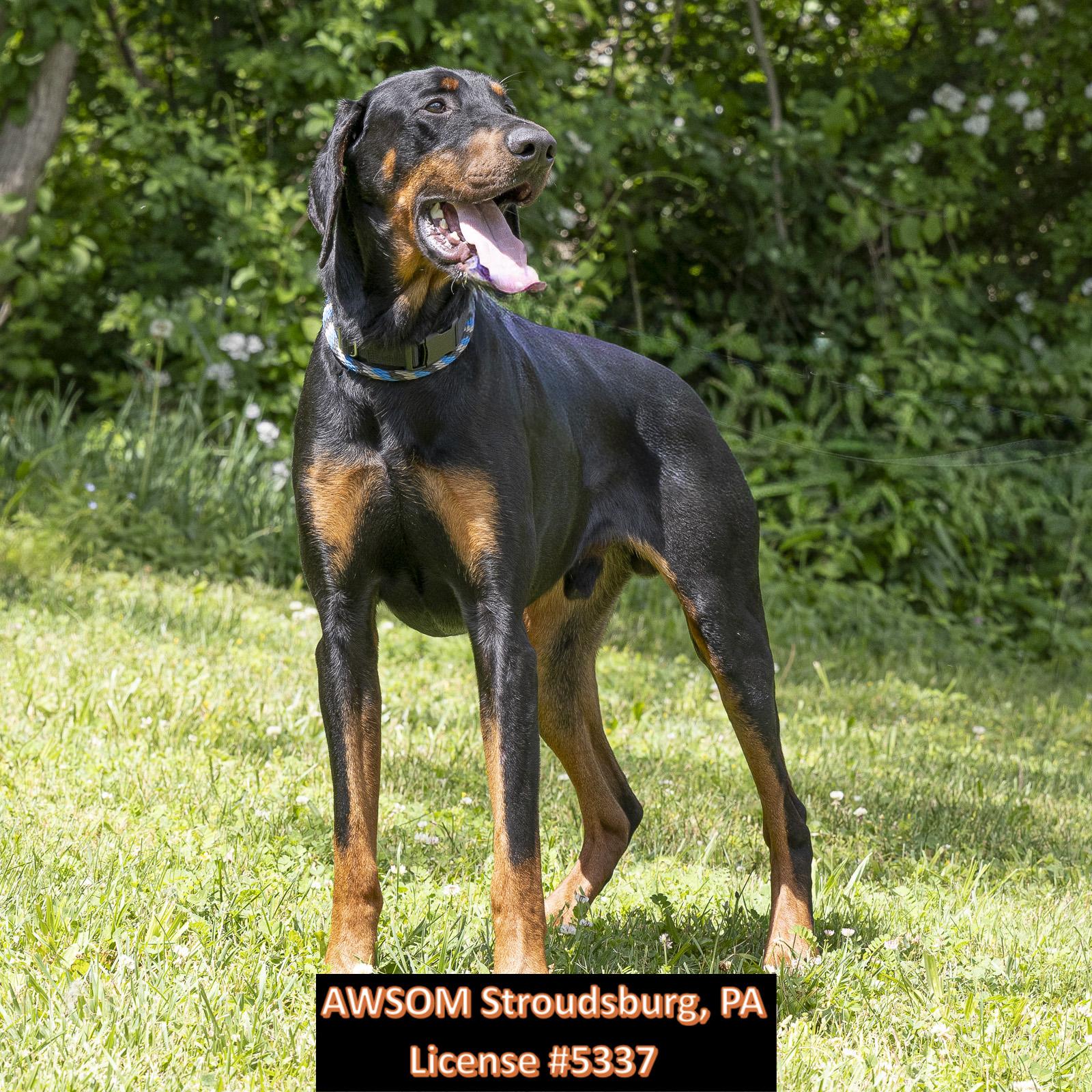 Enlarge Coop, a ADOPTABLE mixed breed in Stroudsburg, PA image 2/2