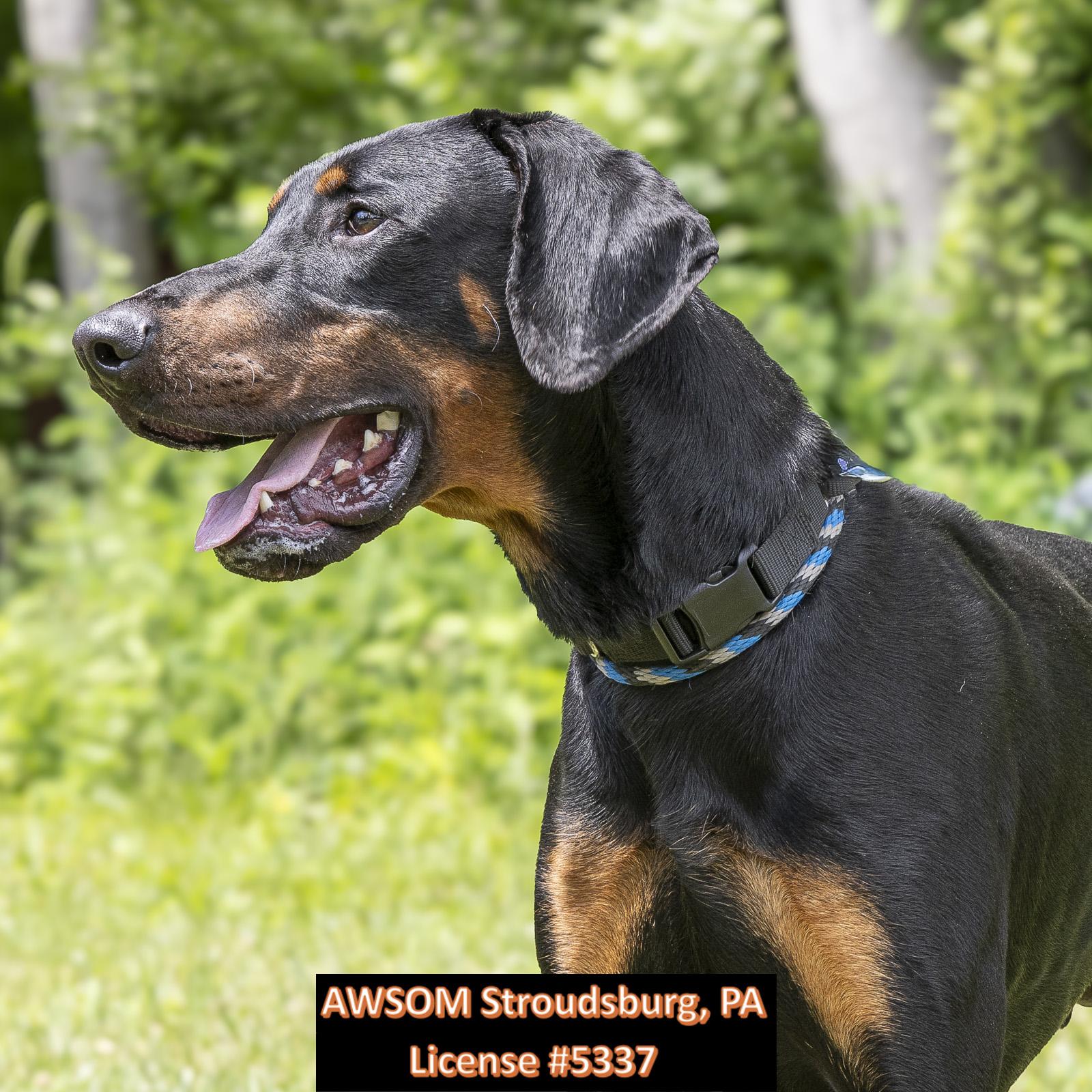Coop, ADOPTABLE, Young Male Doberman Pinscher.