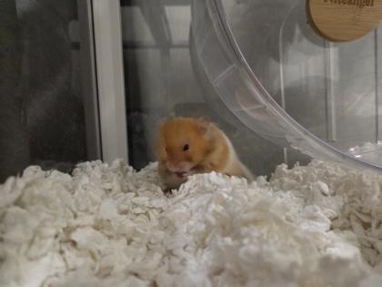 Brandon, Adoptable, Adult Male Hamster & Hamster.