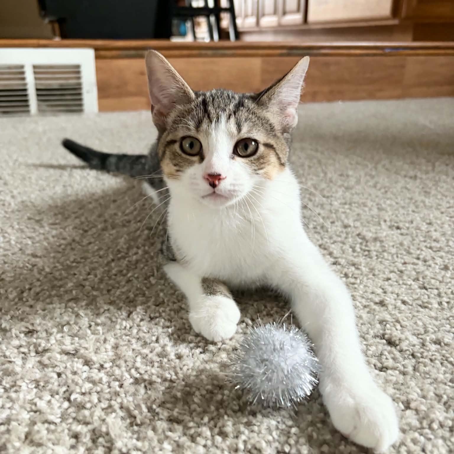 Goliath Beetle, ADOPTABLE, Kitten Female Domestic Short Hair.