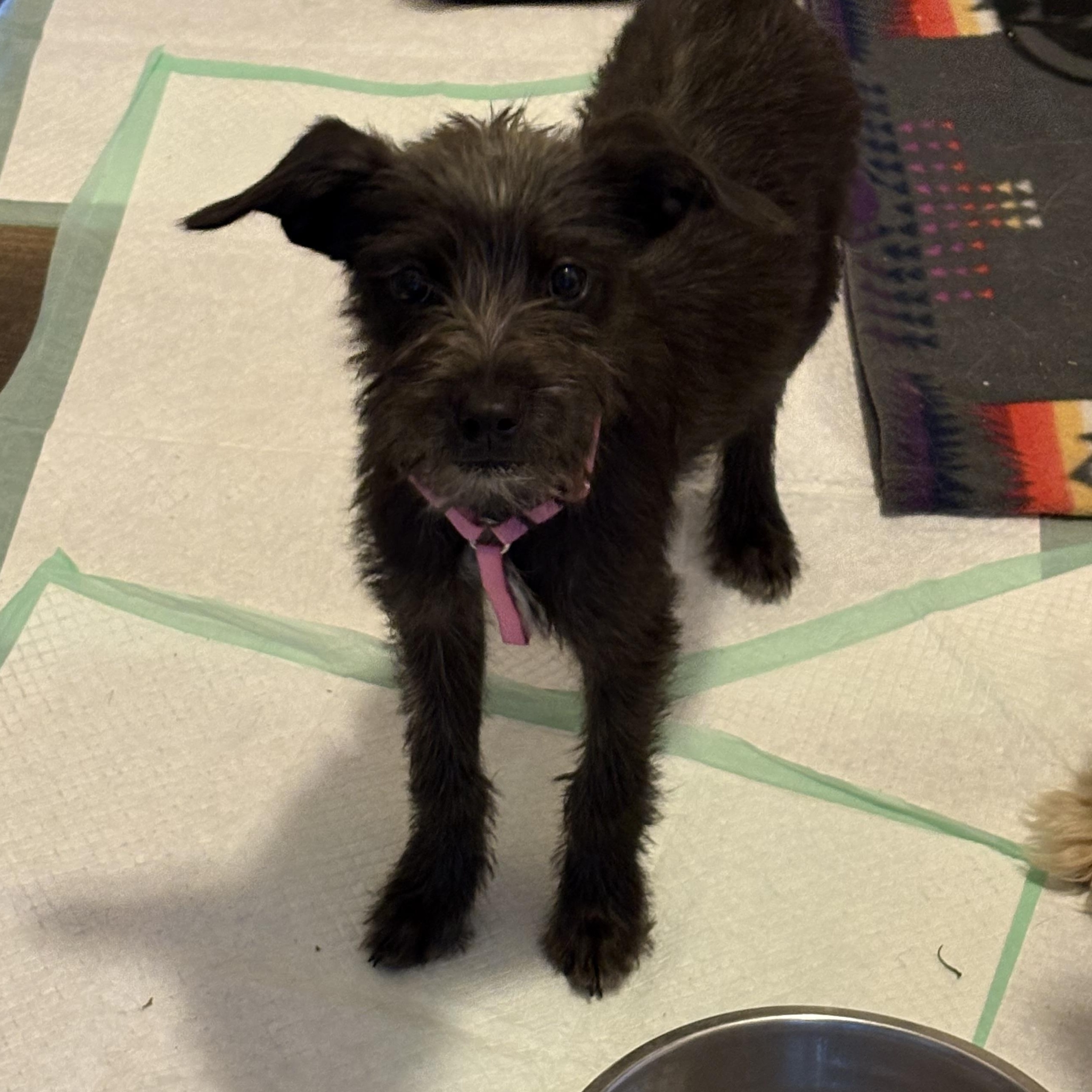 Enlarge Pearl, a Adopted mixed breed in Pagosa Springs, CO image 1/2