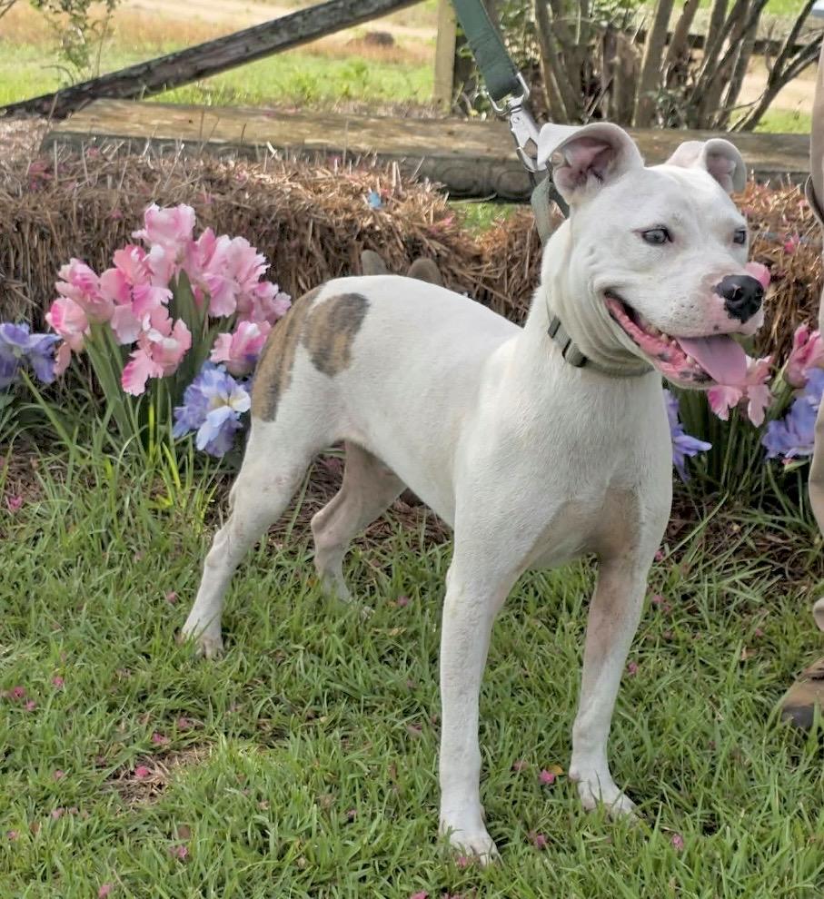 Beckett, Adoptable, Young Male American Staffordshire Terrier & Boxer.