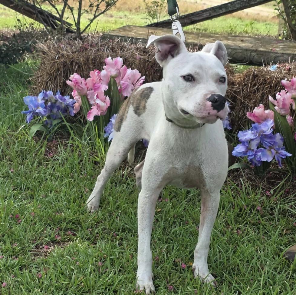 Beckett, a Adoptable mixed breed in Bel Air, MD image 3/6