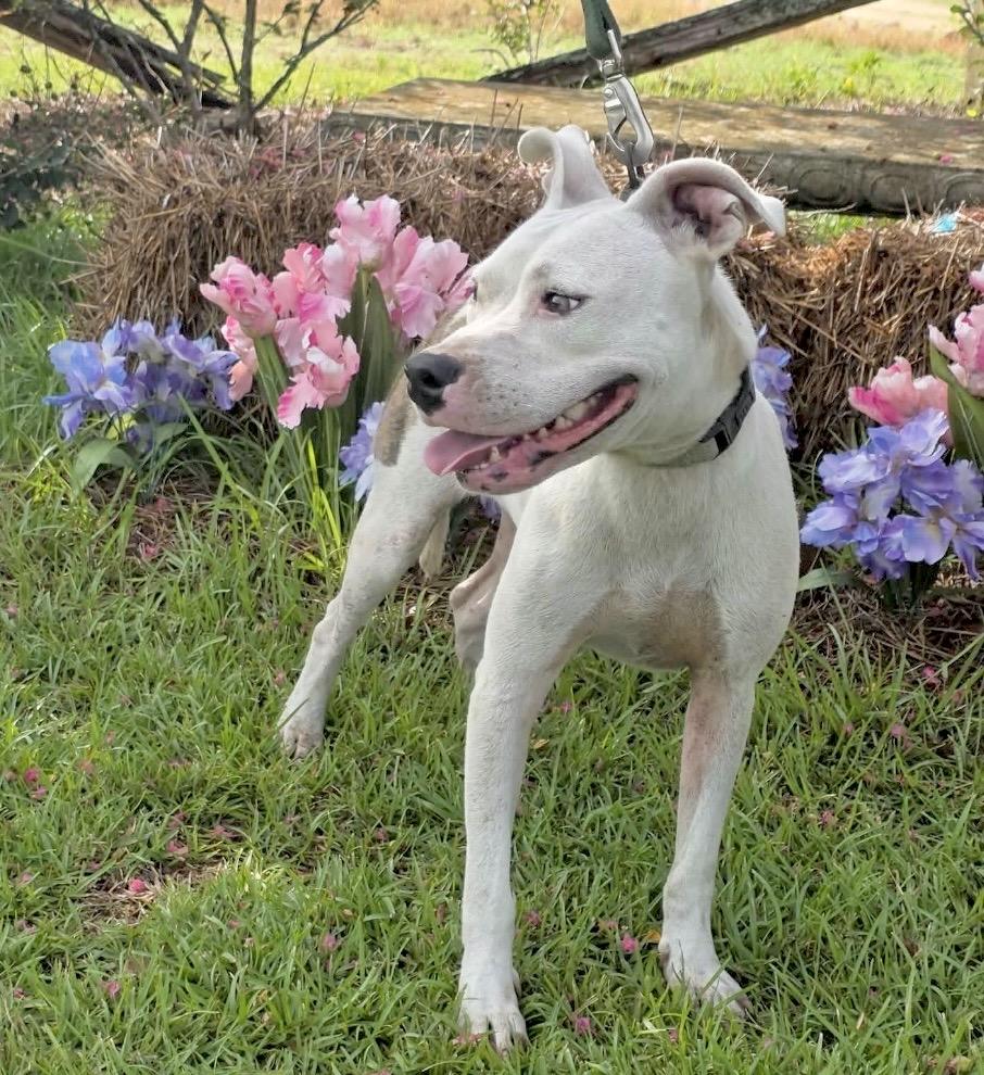 Beckett, a Adoptable mixed breed in Bel Air, MD image 6/6