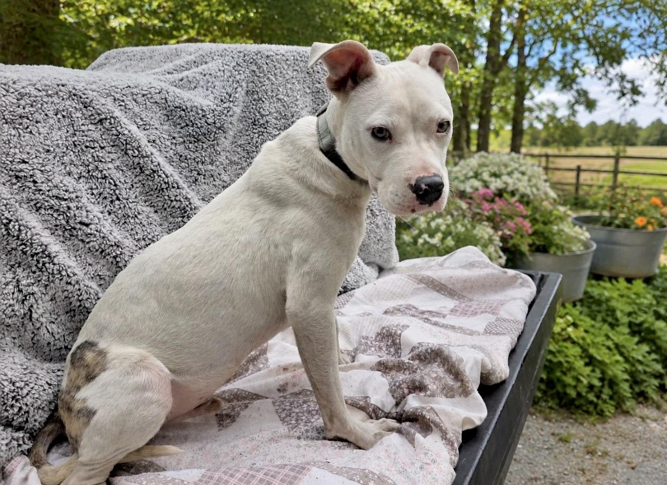 Beckett, a Adoptable mixed breed in Bel Air, MD image 4/6